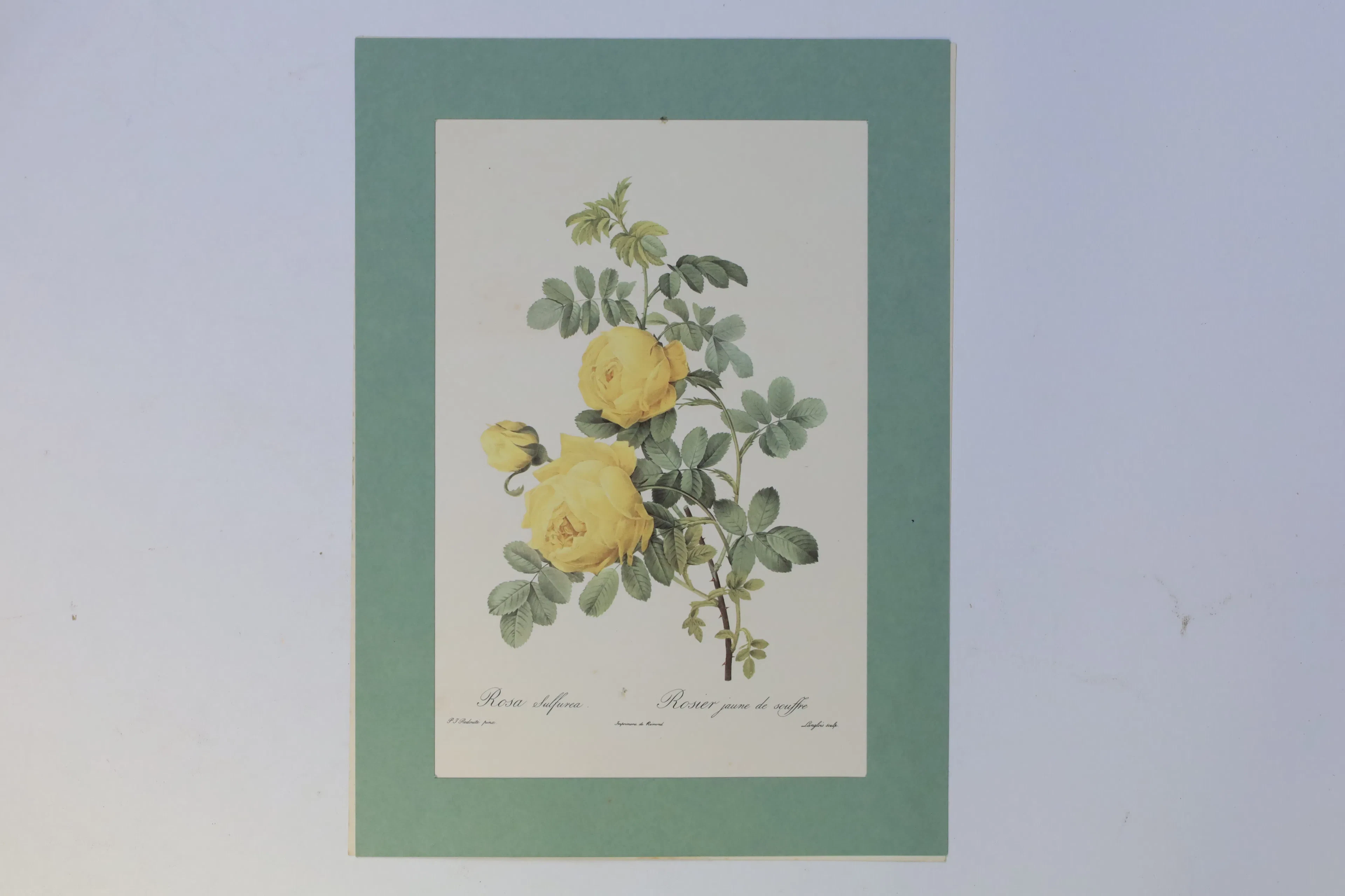 FRANKRIKE – EFTER PIERRE-JOSEPH REDOUTÉ, ”ROSA SULFUREA”, BOTANISKT