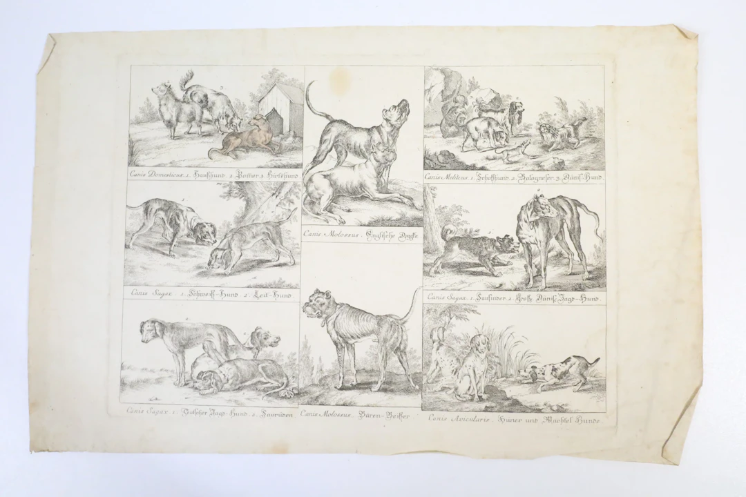TYSK SKOLA, 1700-TAL. Hundraser, zoologiskt samlingsblad, kopparstick.