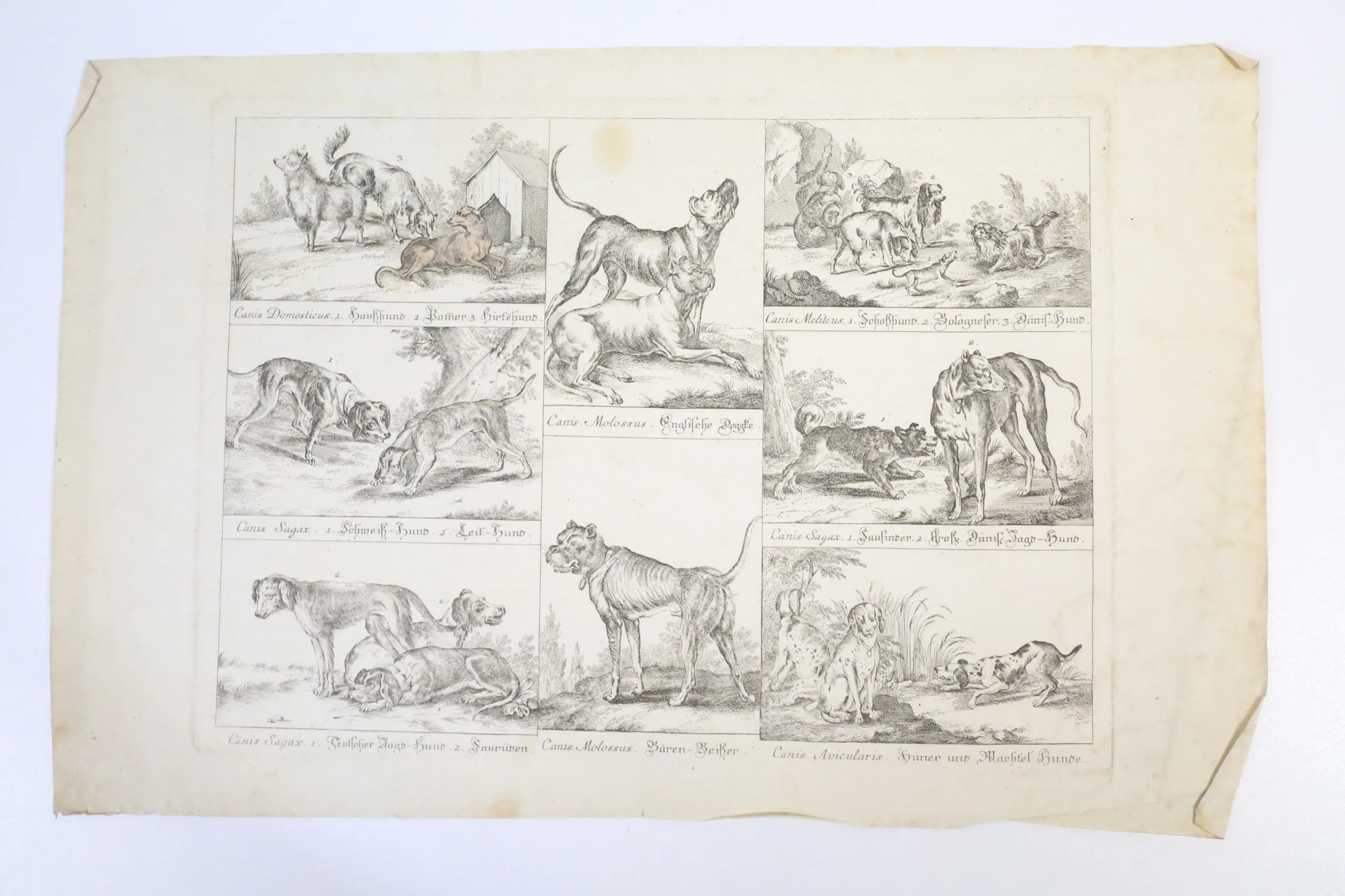 TYSK SKOLA, 1700-TAL. Hundraser, zoologiskt samlingsblad, kopparstick.