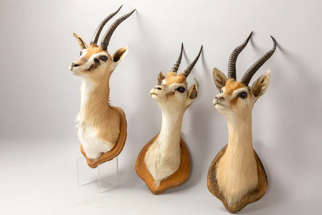 Drie opgezette koppen van springbokken - Antidorcas marsupialis -