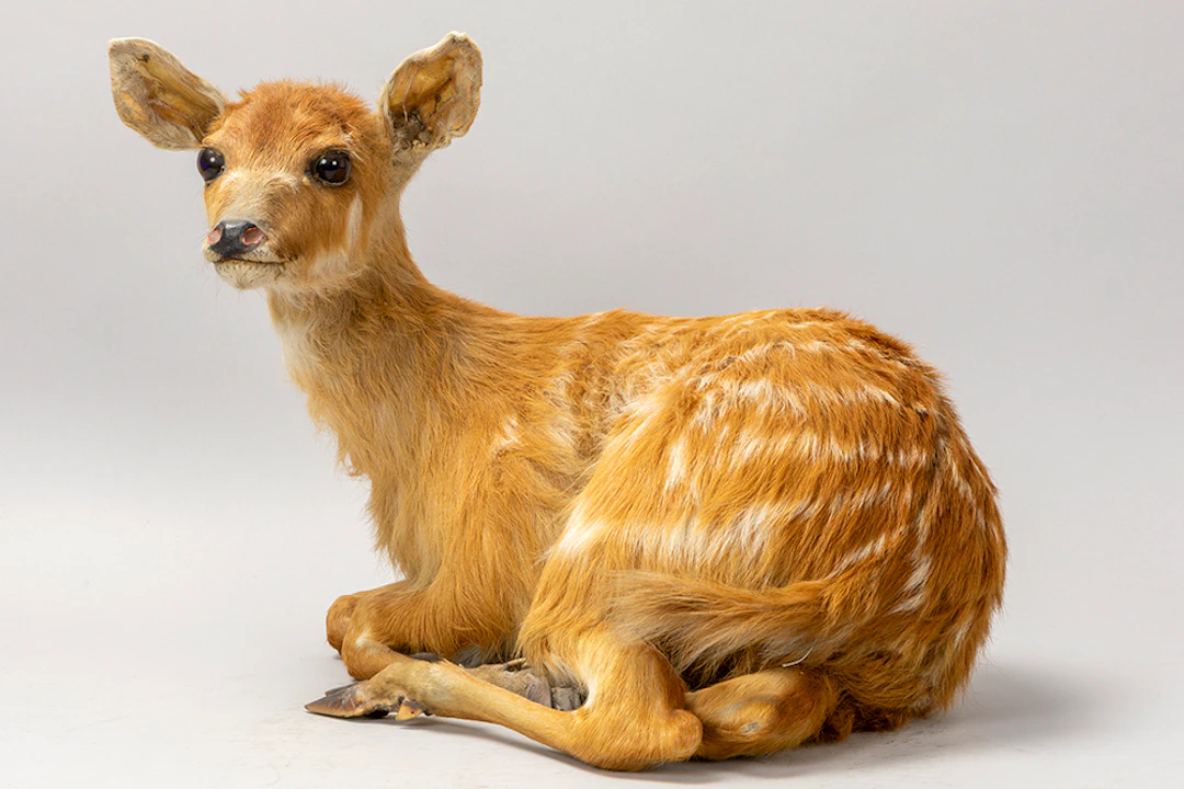 Opgezette bushbuck / bosbok - Tragelaphus scriptus - hoogte : 33 x