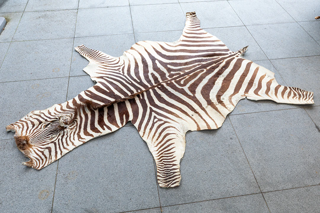 Vel van een steppezebra (Equus Quagga) - vertoont kleine gaatjes waar