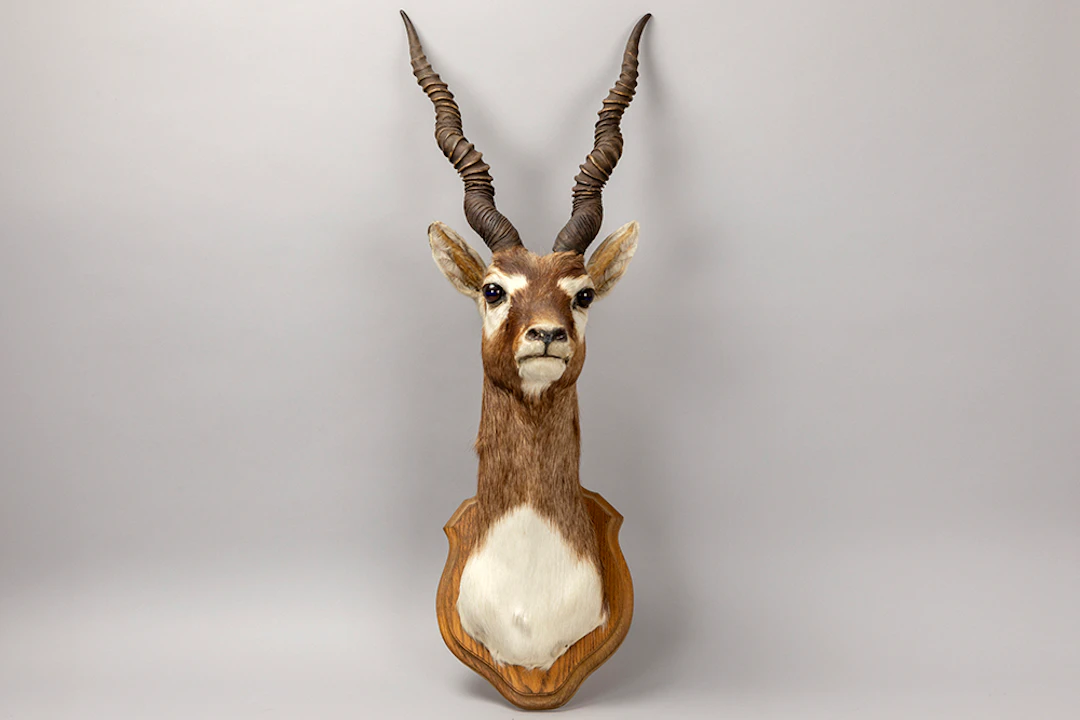 Opgezette kop van een impala - Aepyceros melampus - hoogte : 73 cm