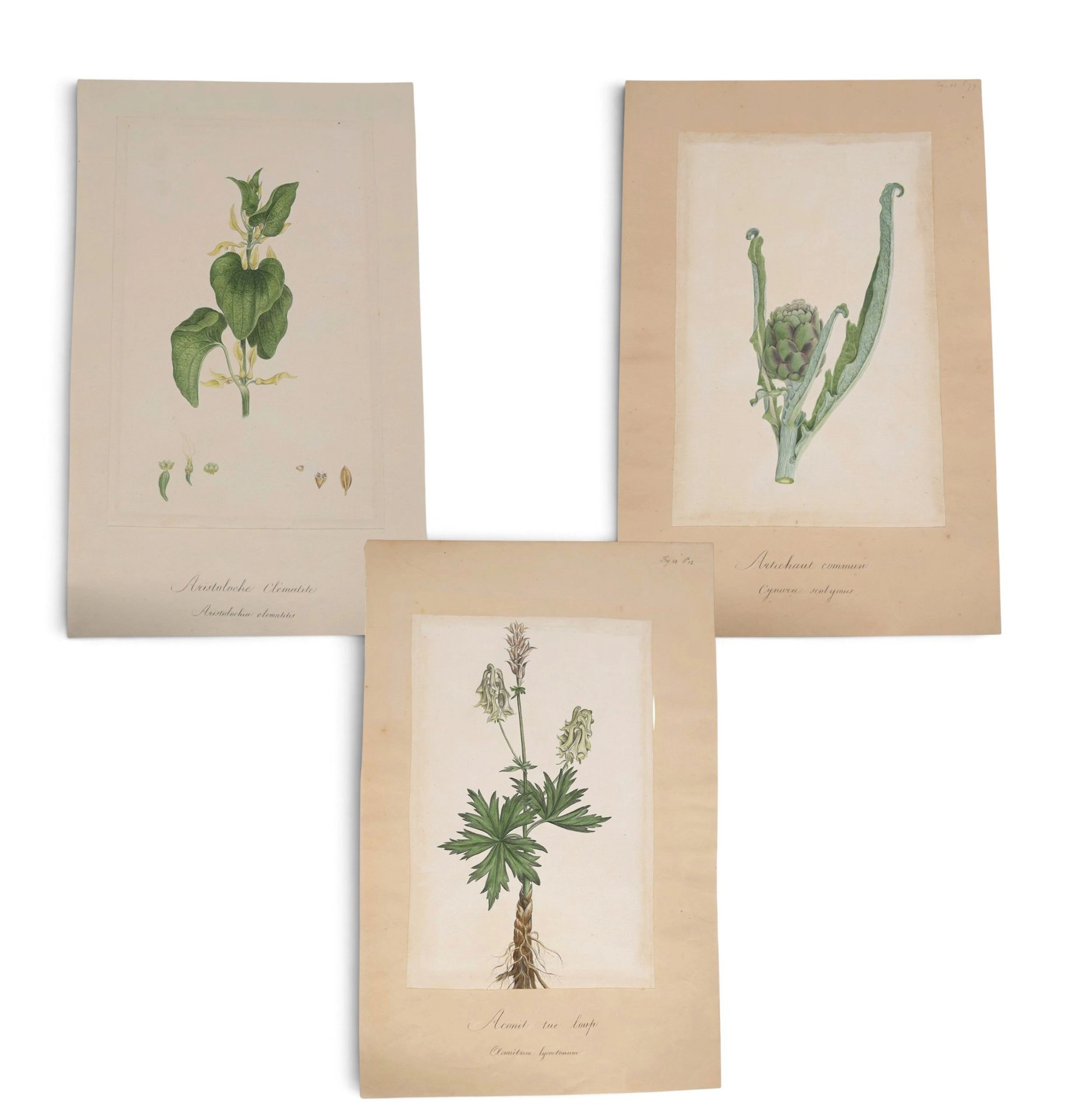 Travail du XIXe siècle – Botanique - Lot 193