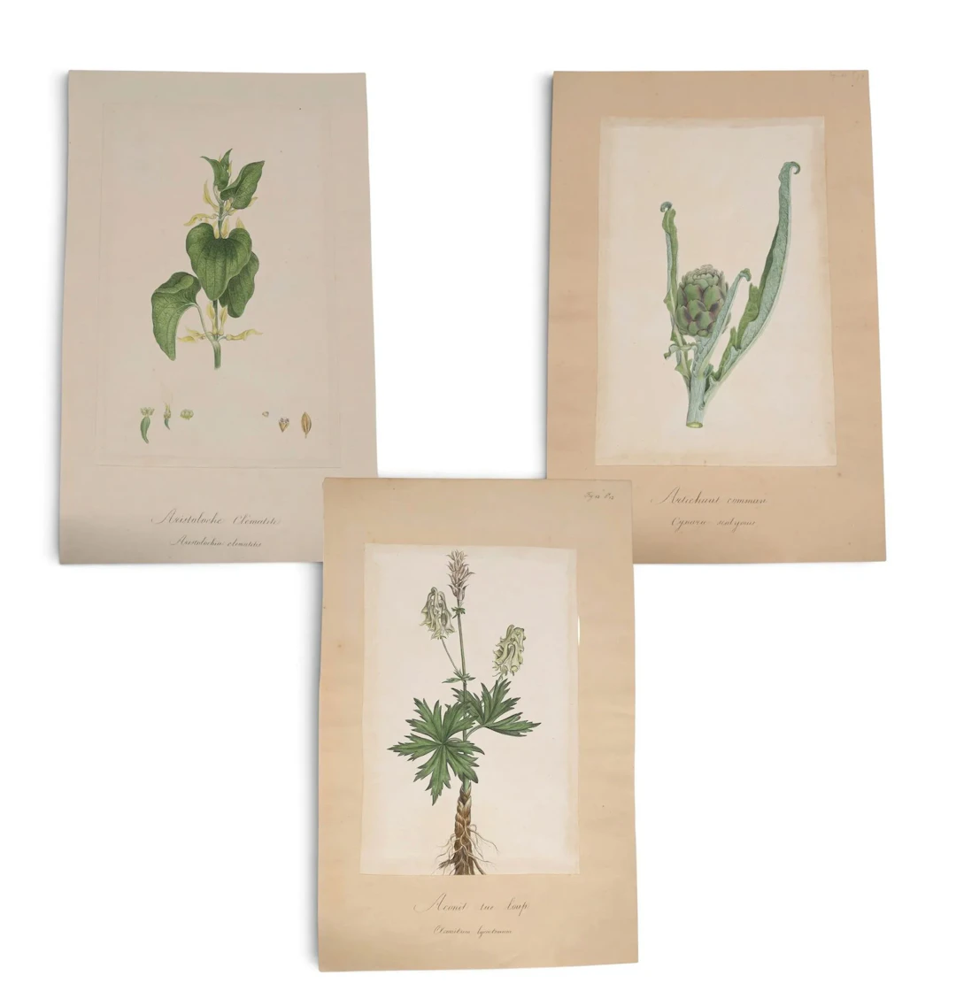 19th-Century Work – Botany - Lot 193