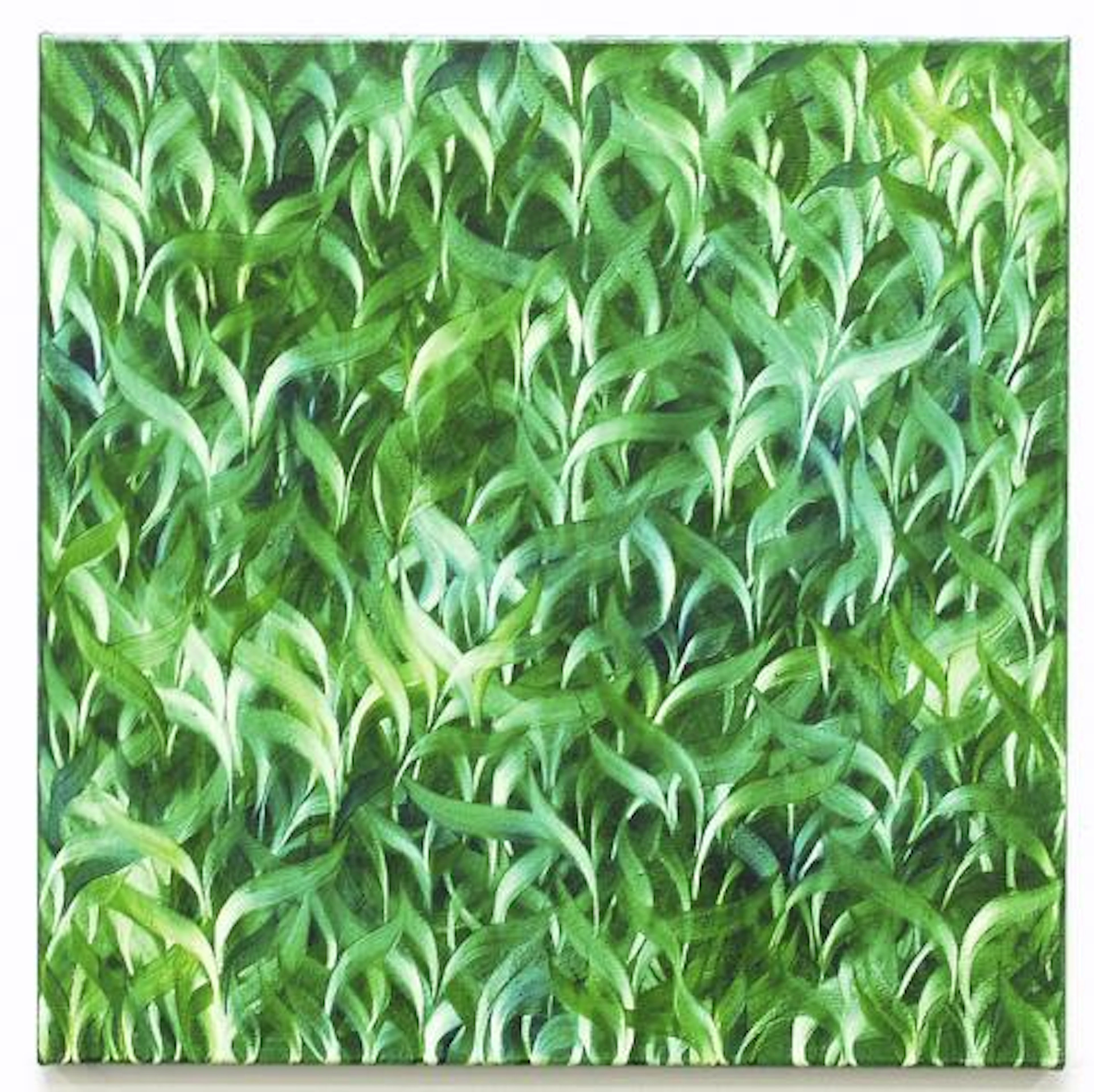 Hecke - Vera Leutloff