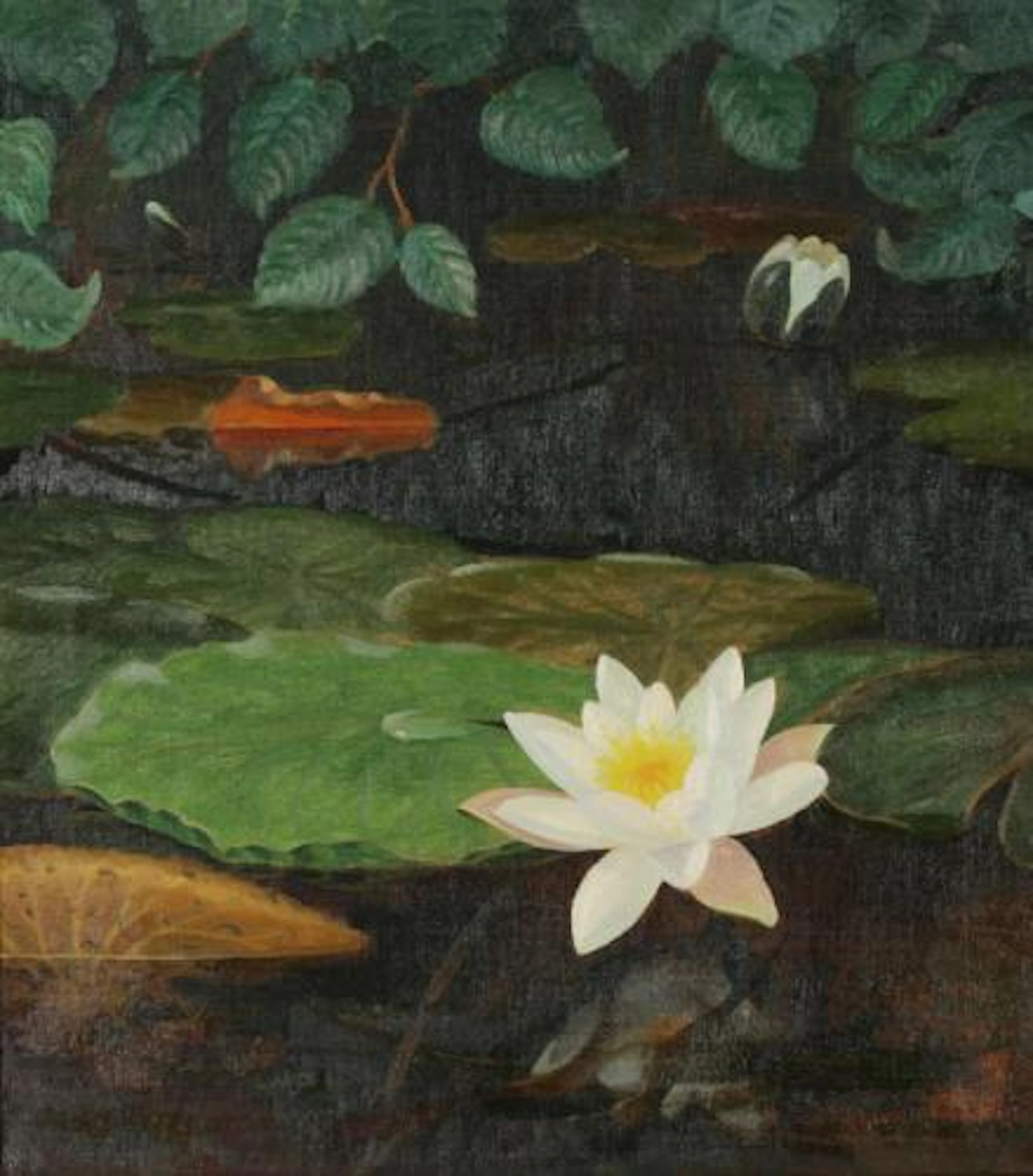 Seerosen im stillen Teich - Dirk Smorenberg
