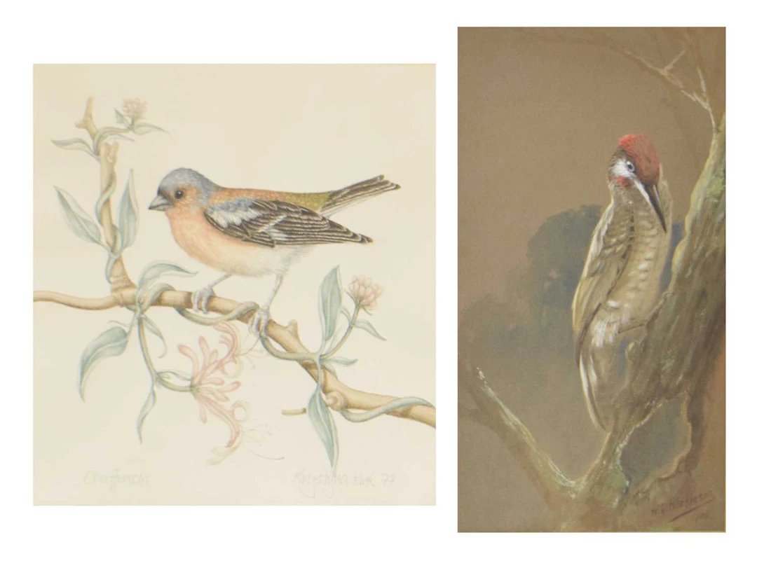 W.G. Hodkinson - Watercolour heightened with white - Green Woodpecker