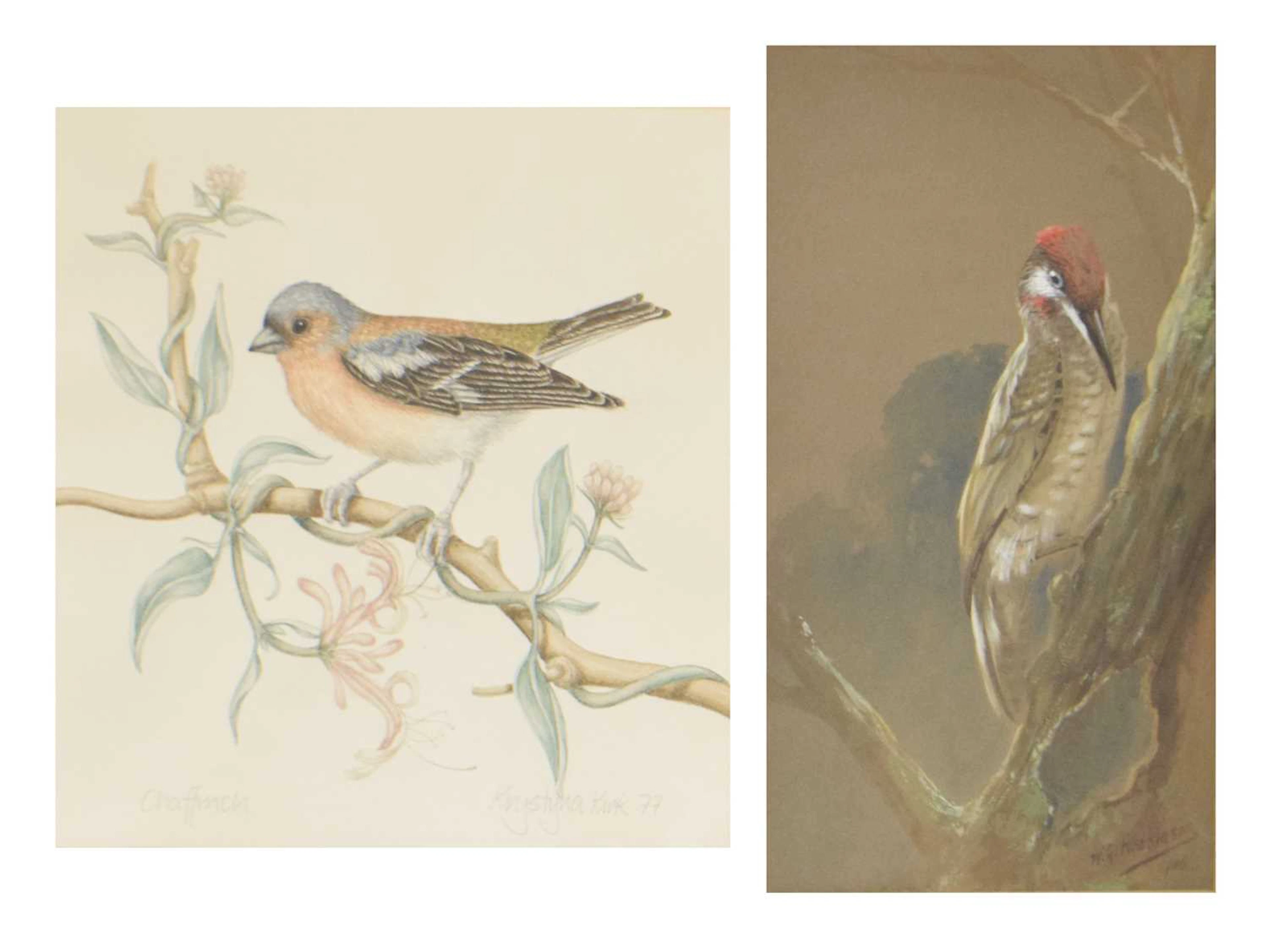 W.G. Hodkinson - Watercolour heightened with white - Green Woodpecker