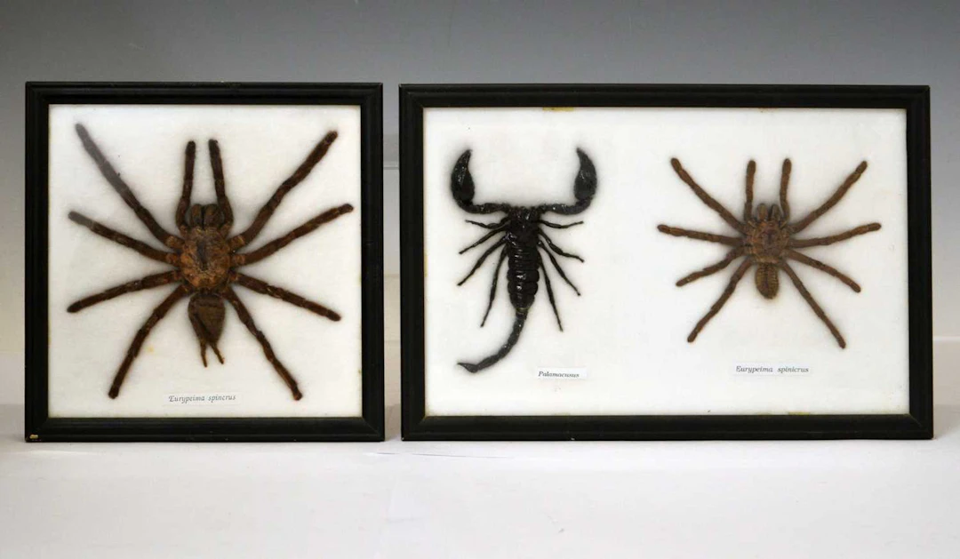 Taxidermy - Preserved Tarantula