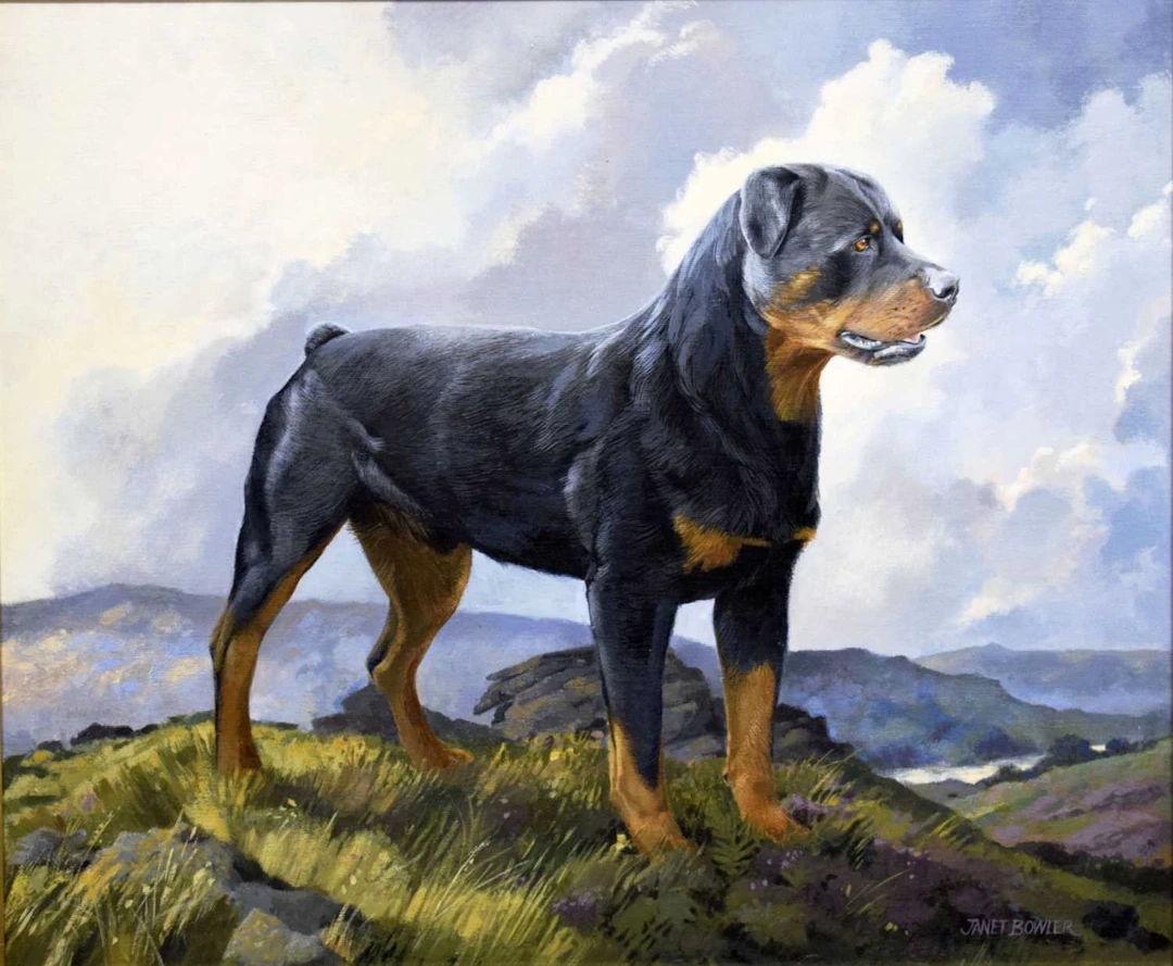 Janet Bowler (20th century) - Oil on board - Rottweiler in a Dartmoor landscape