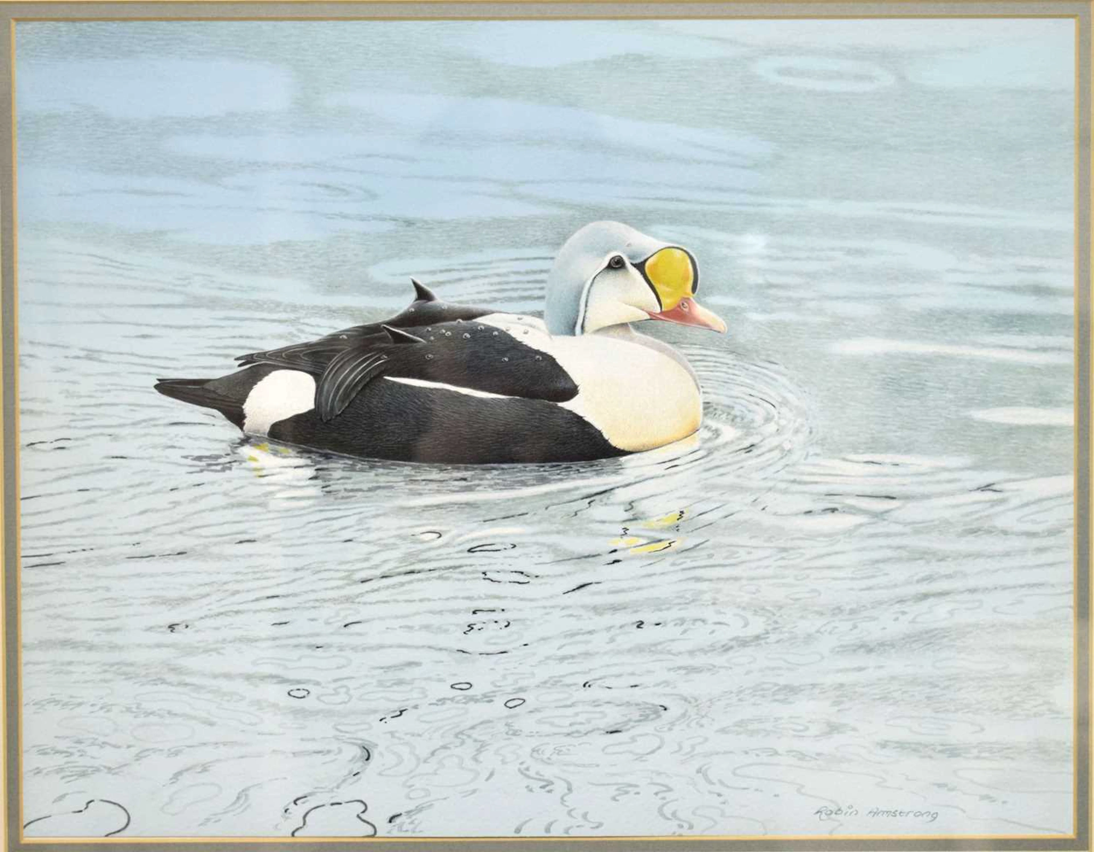 ARR Robin Armstrong (British, b.1947) - Watercolour - King eider