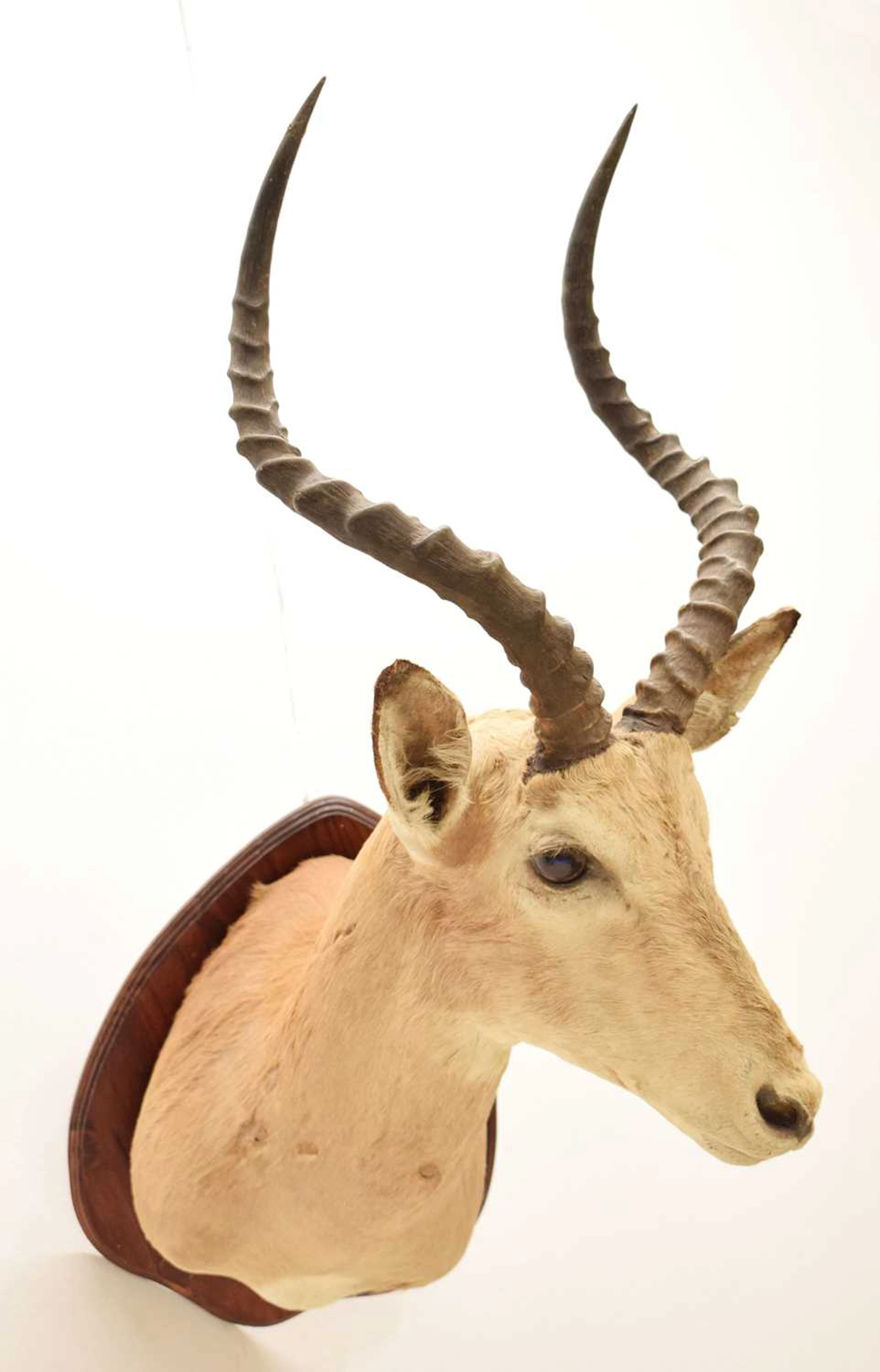 Taxidermy - Common Impala (Aepyceros Melampus)