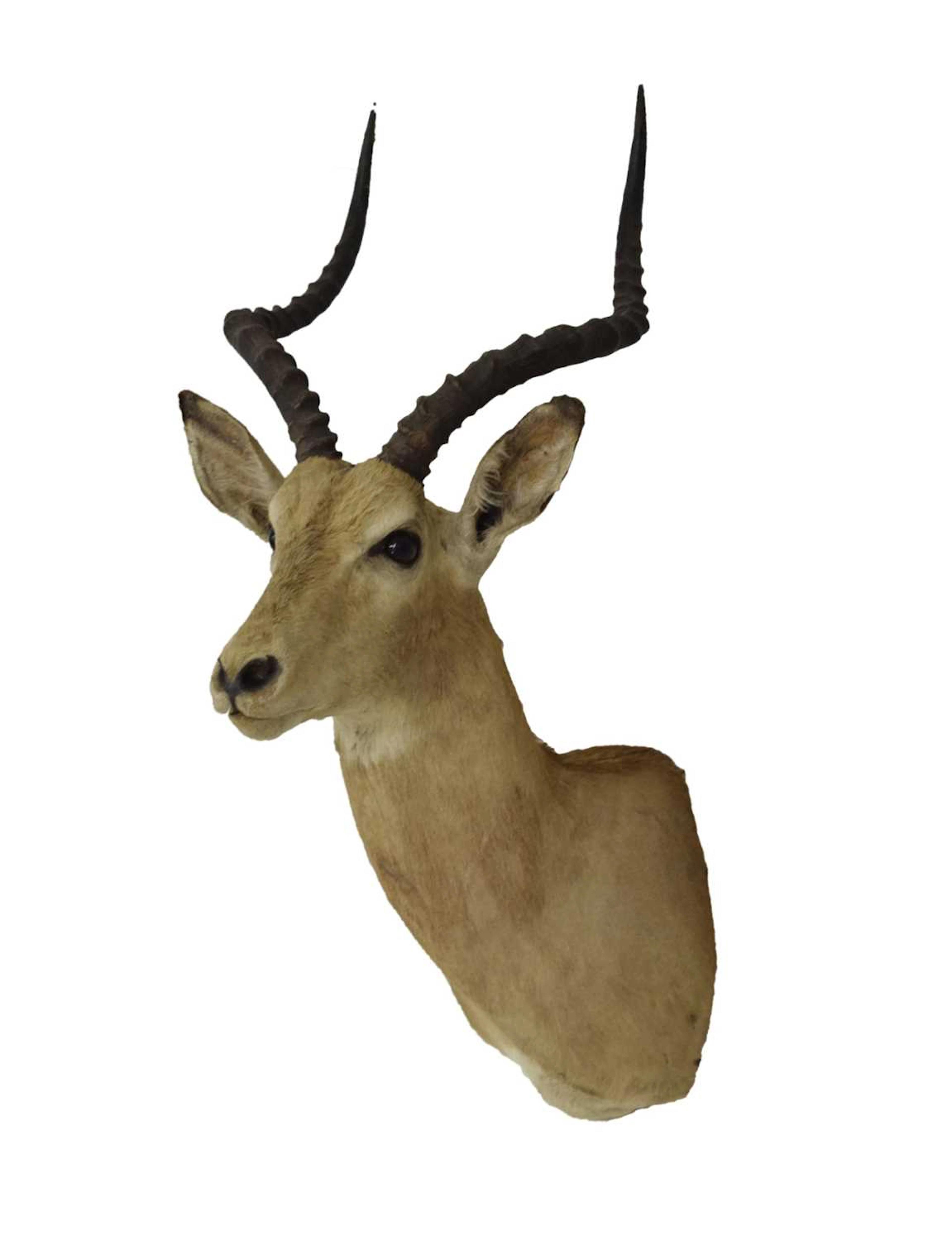 Taxidermy - Common Impala (Aepyceros Melampus)