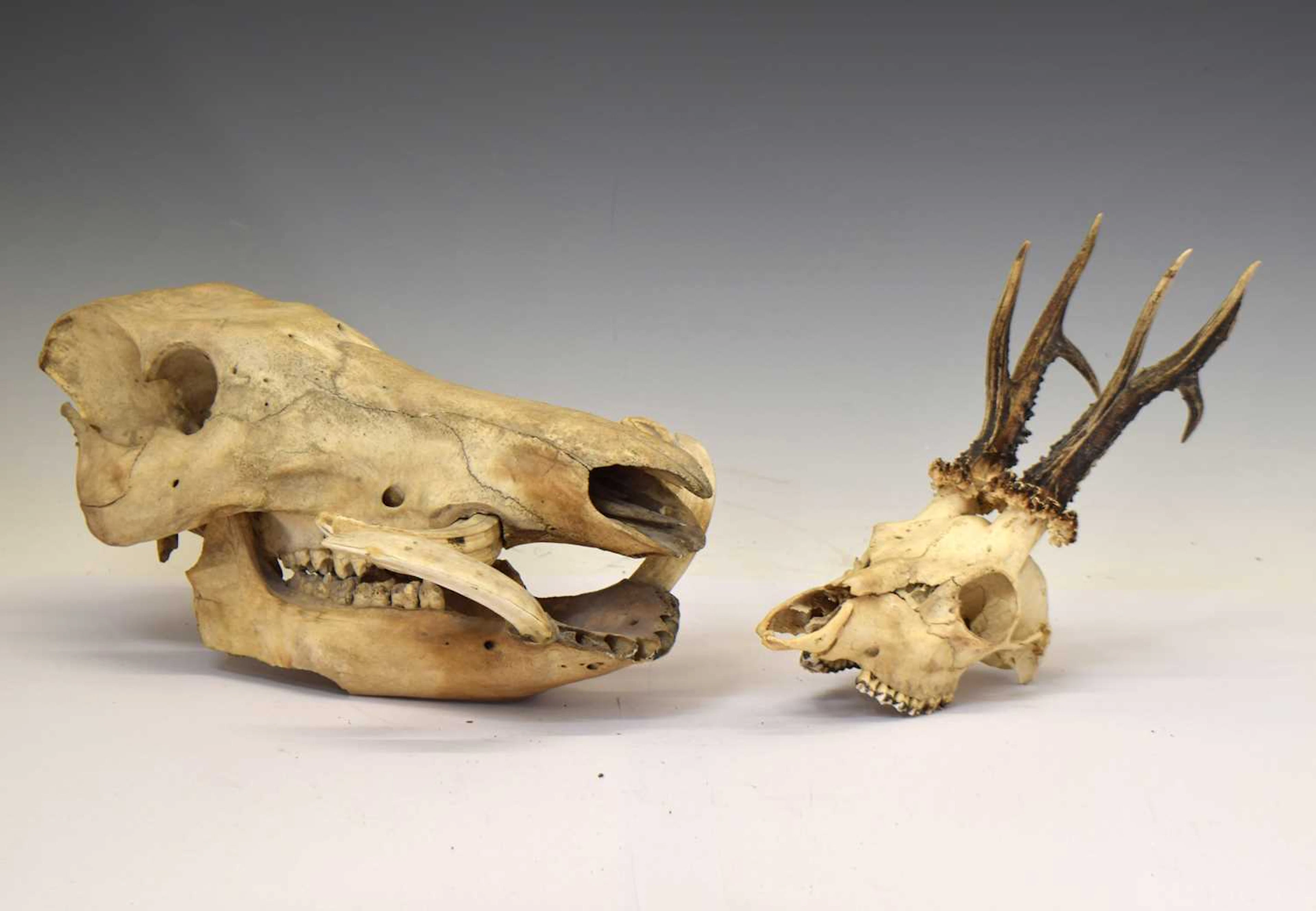 African Common Warthog Skull (Phacochoerus africanus), Roe deer (Capreolus