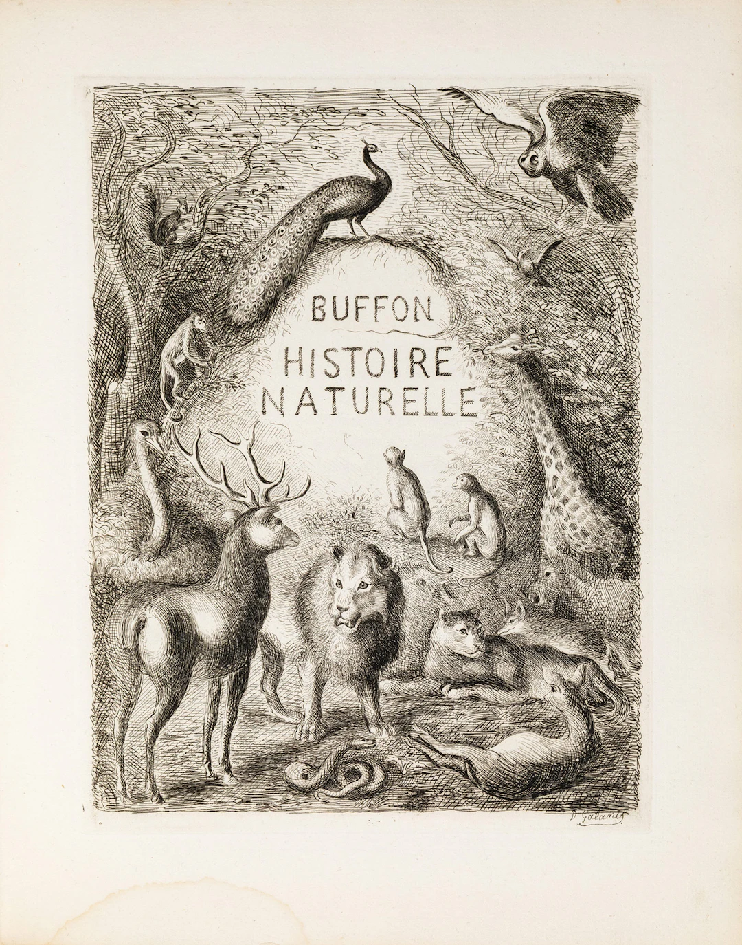 BUFFON, Georges Louis Leclerc, comte de. Histoire naturelle.
