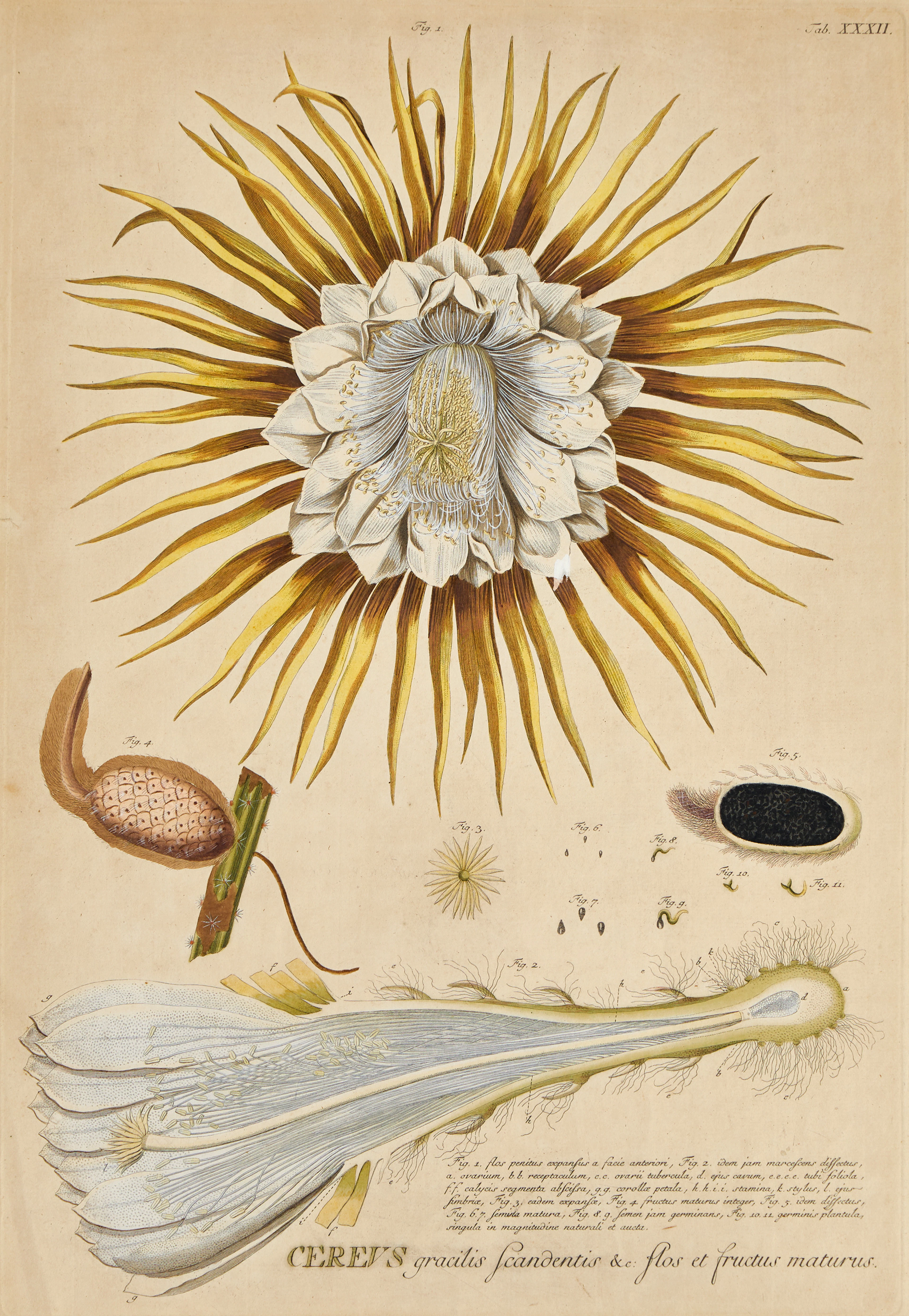 TREW & EHRET, HANDKOLORERAD BLOMSTERPLANSCH, 1700-TAL.