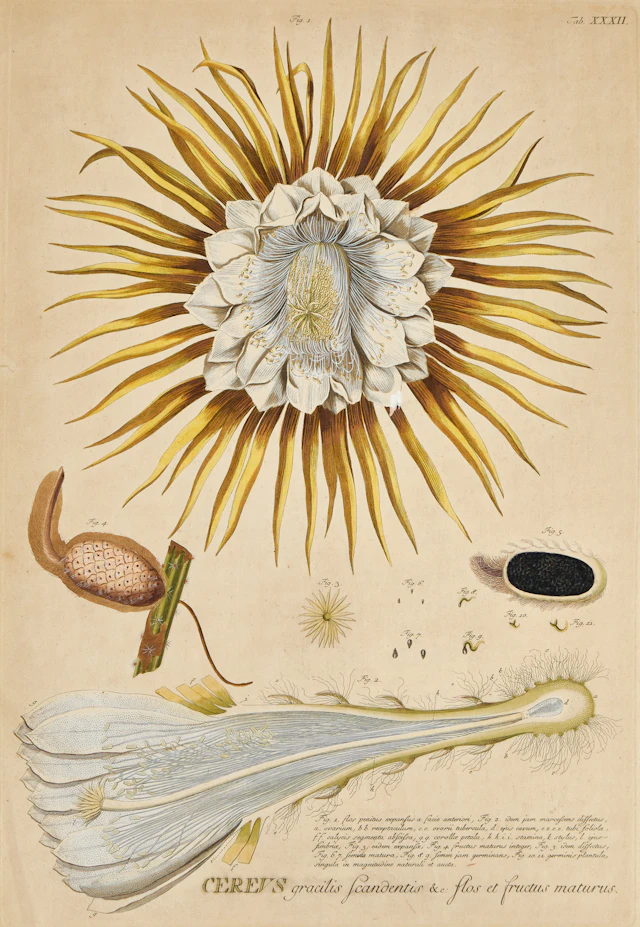 TREW & EHRET, HANDKOLORERAD BLOMSTERPLANSCH, 1700-TAL.