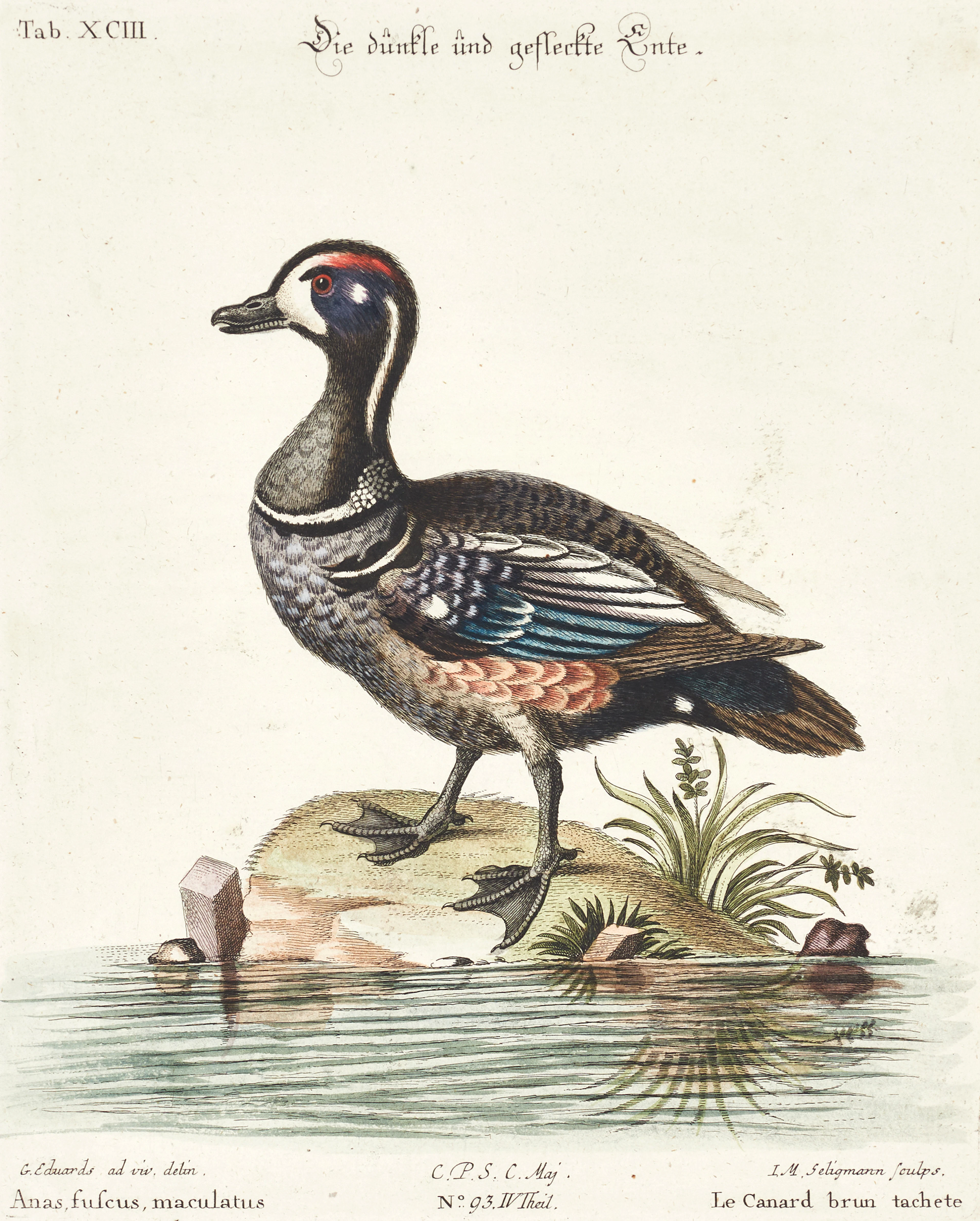 SELIGMANN, illustration ur "Sammlung verschiedener ausländischer und