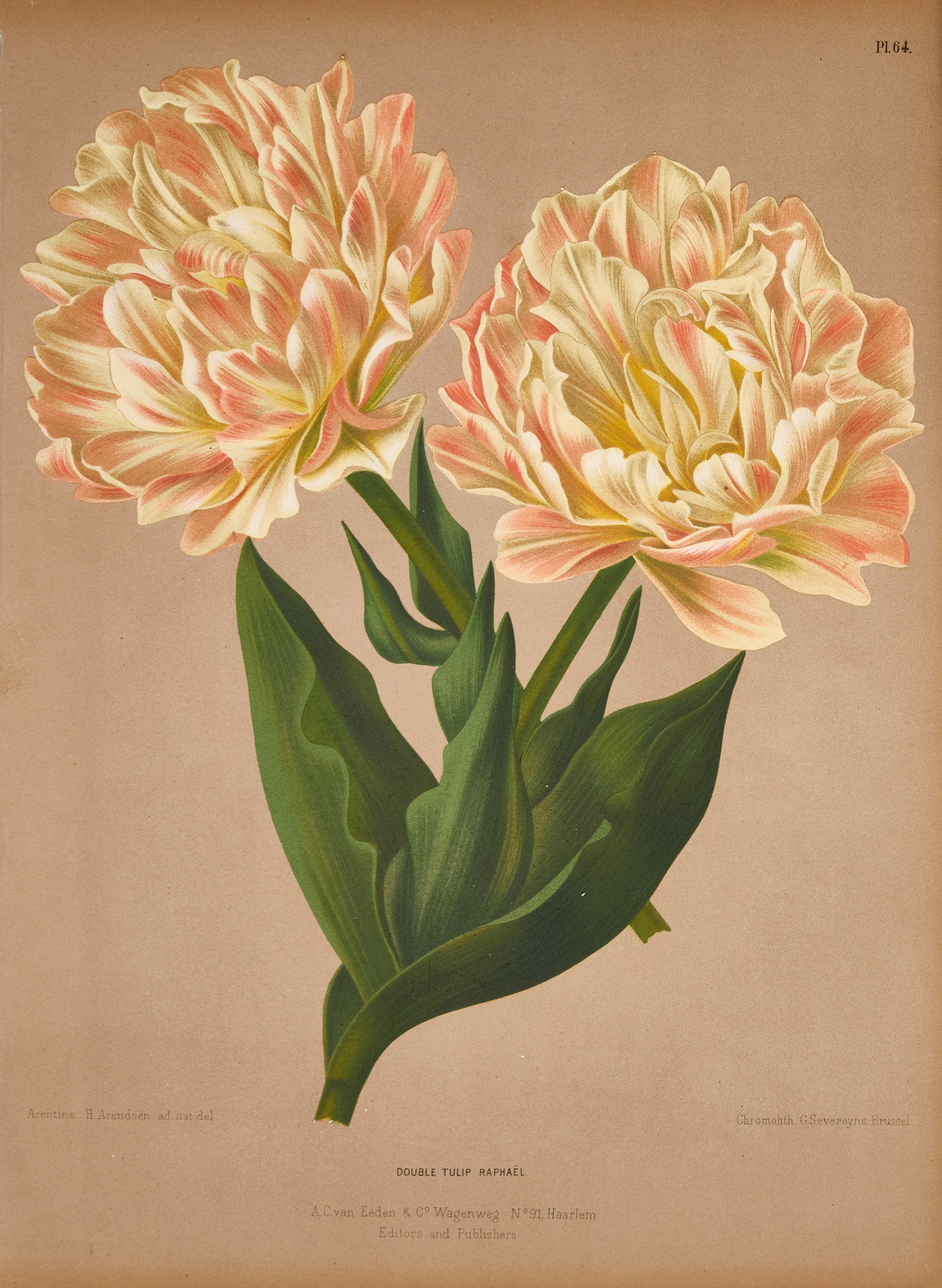 ARENDSEN, BLOMSTERPLANSCHER (2), 1800-TAL.