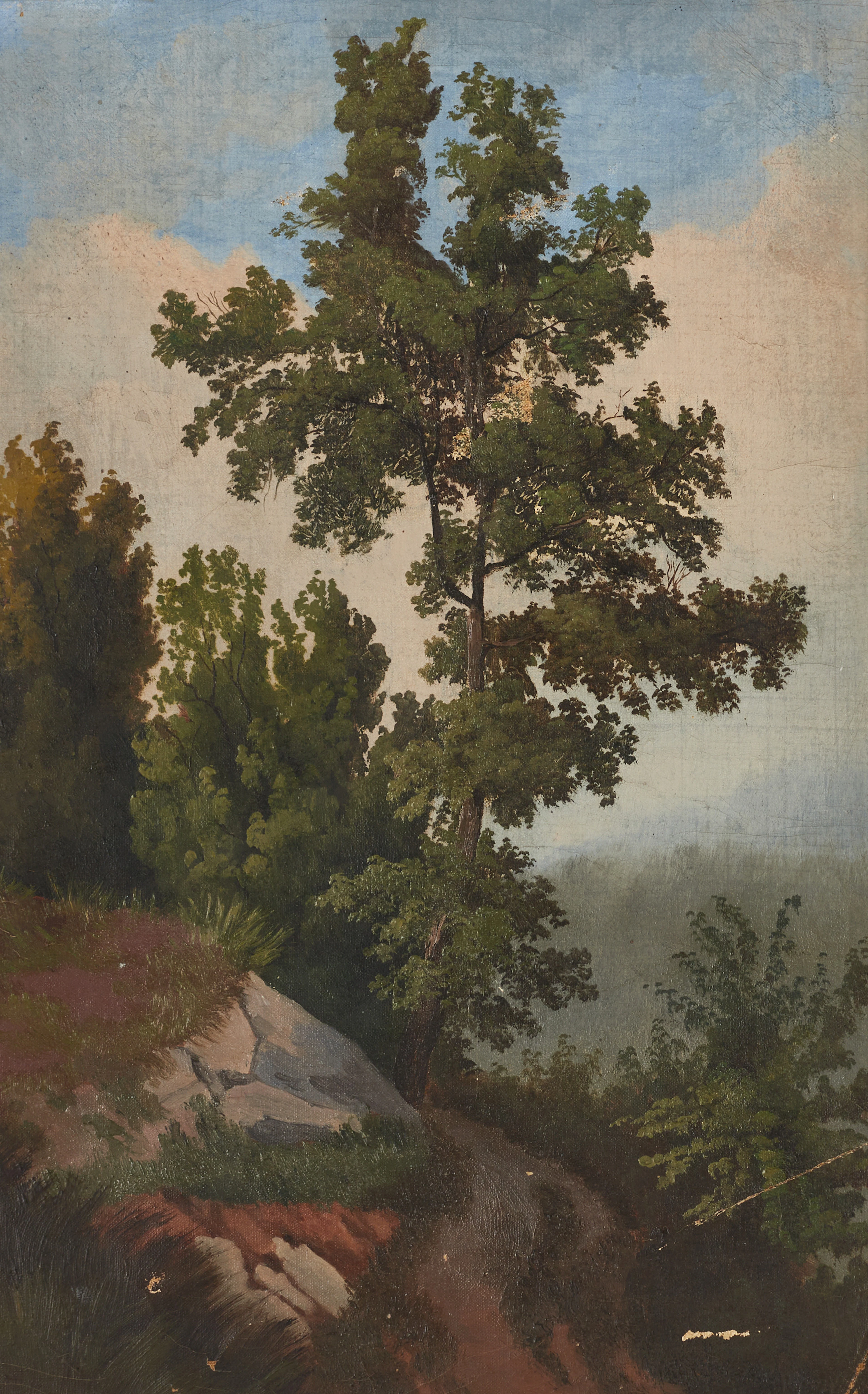 OKÄND KONSTNÄR, 1800/1900, Trädstudie, olja på duk.