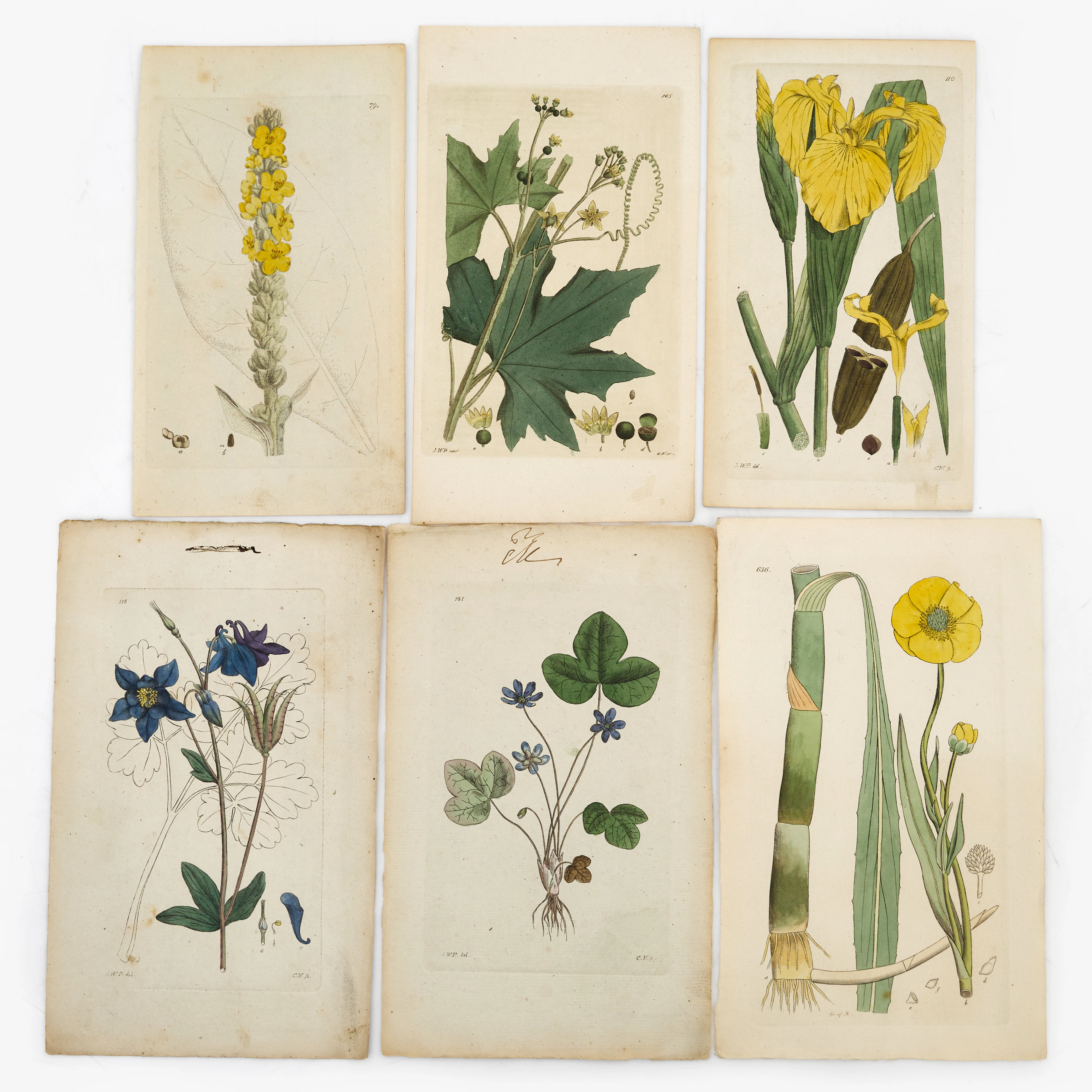 PALMSTRUCH, BLOMSTERPLANSCHER ( 37), 1803-1829.