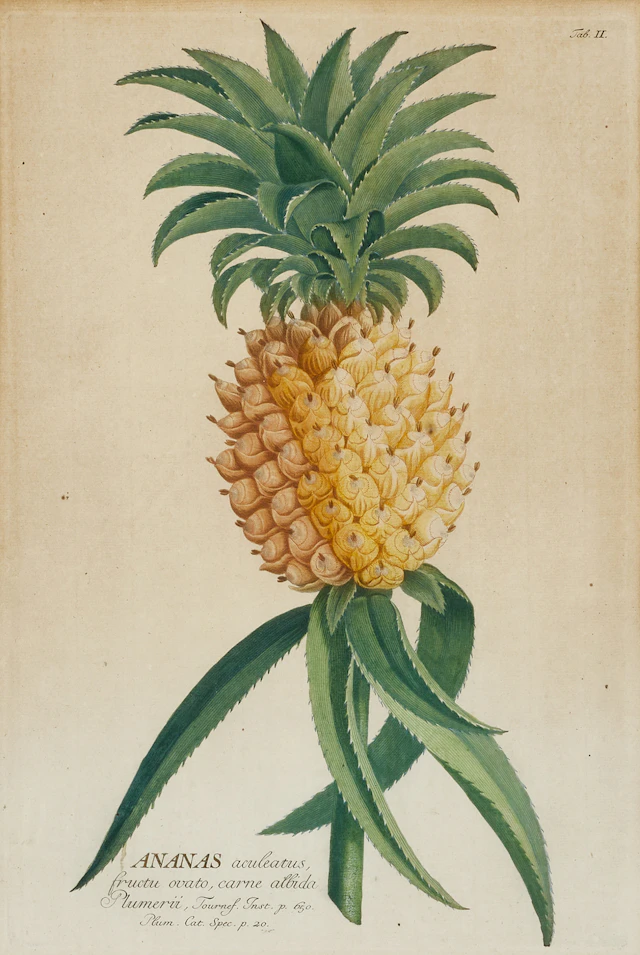 EHRET/TREW, "Ananas" och "Veratrum", två handkolorearde gravyrer ur