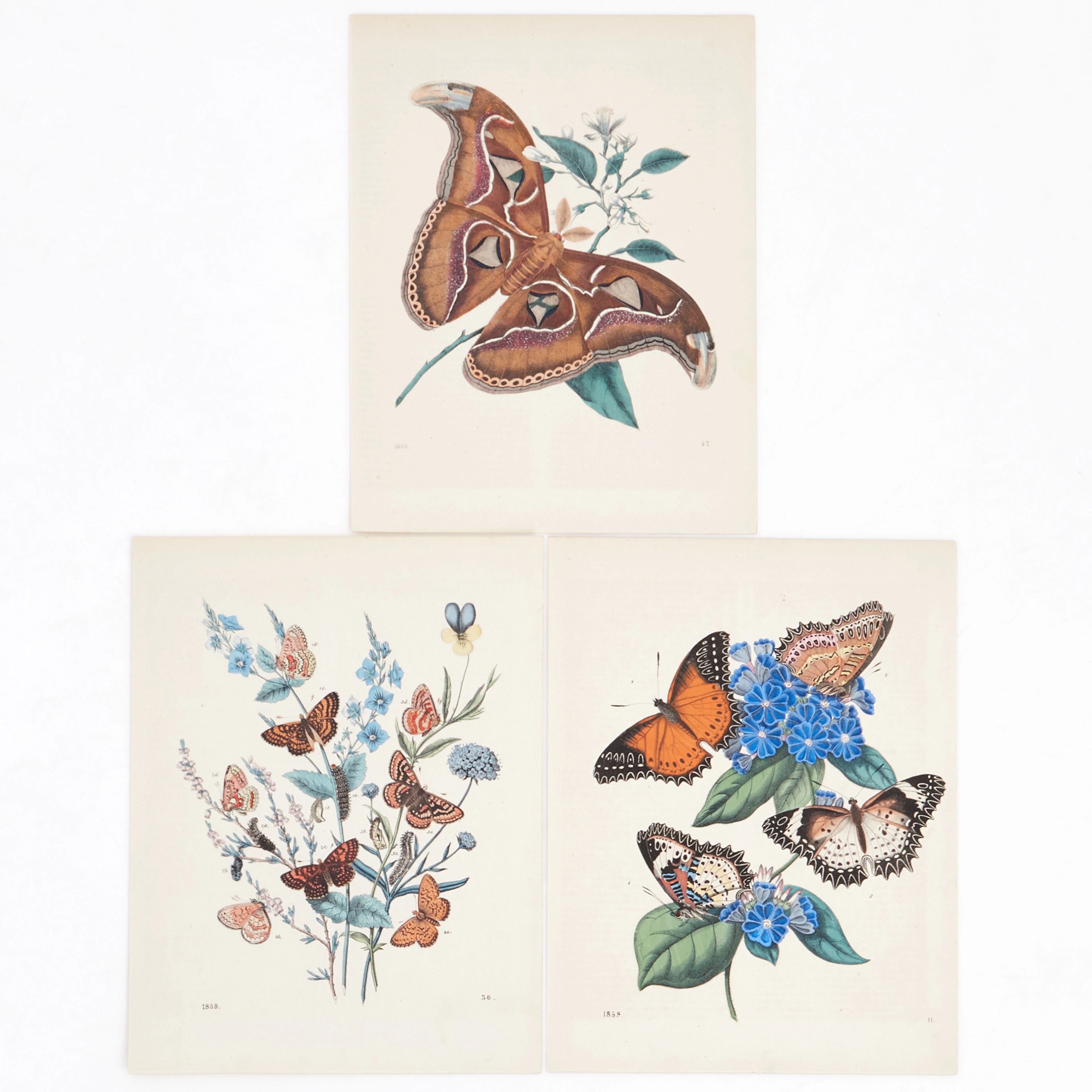 HOFFMANN, (7) illustrationer av insekter ur olika upplagor av "Das