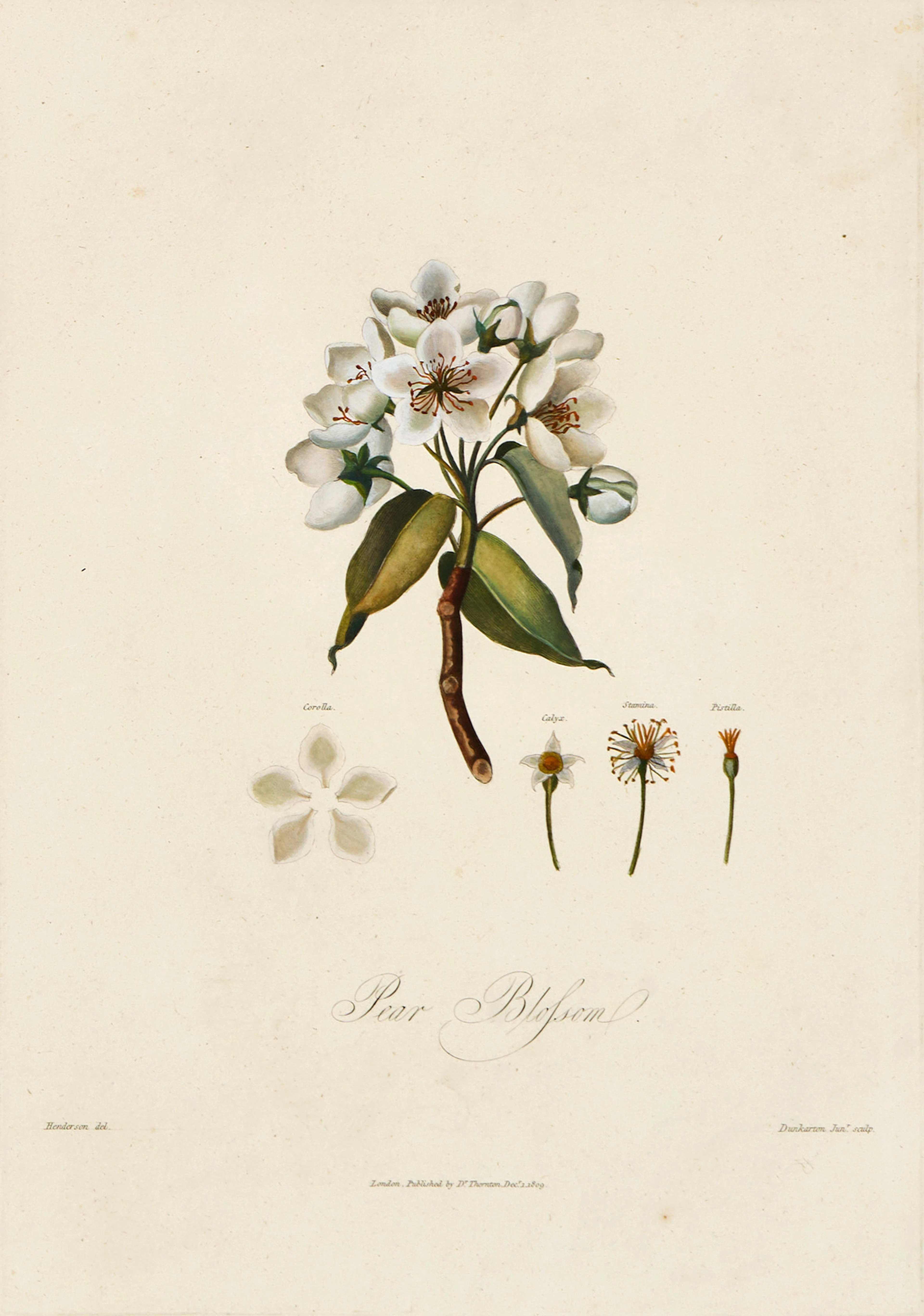 THORNTON, BLOMSTERPLANSCHER (2), varav en HANDKOLORERAD, 1809 och 1810.