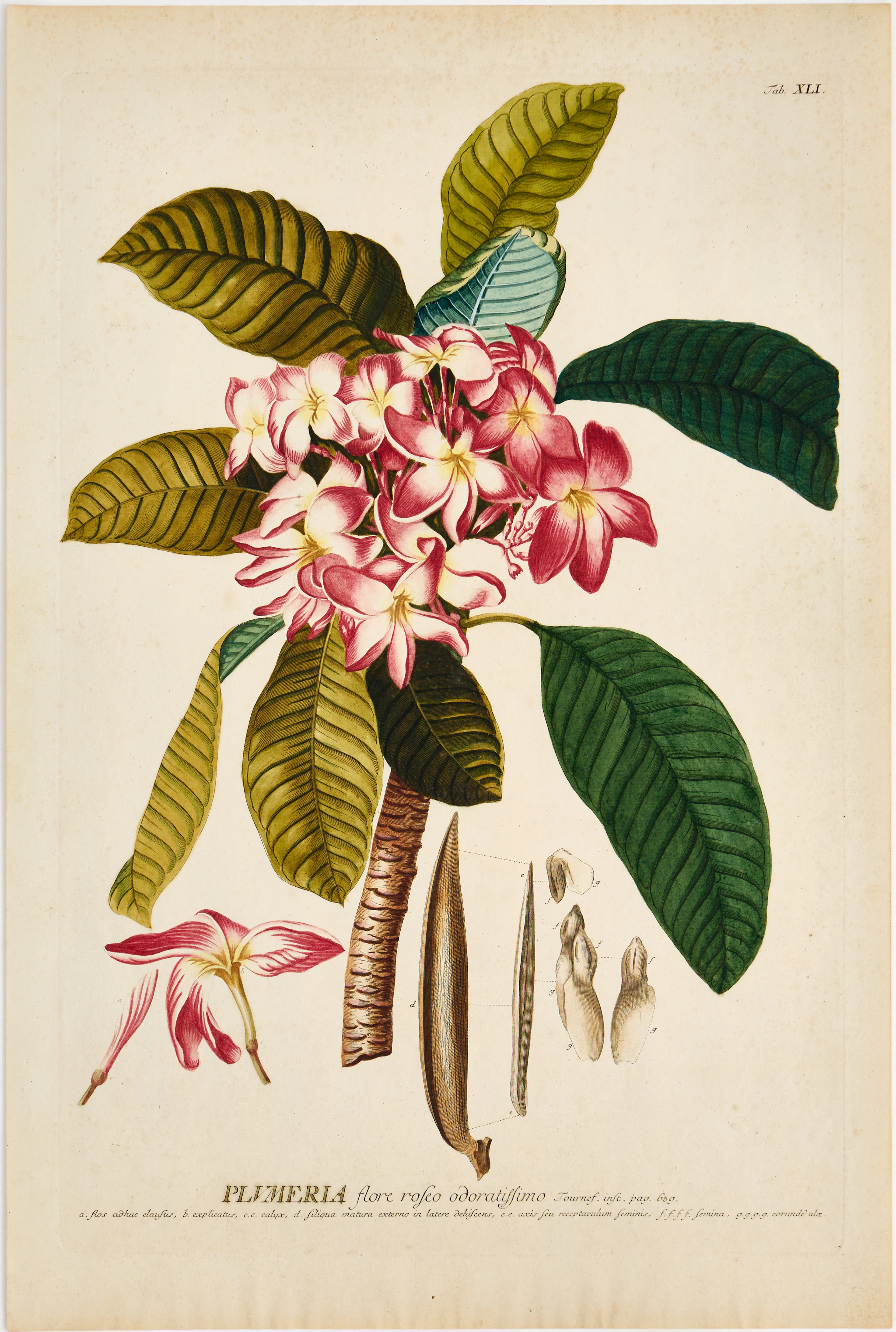 TREW & EHRET, HANDKOLORERAD BLOMSTERPLANSCH, 1700-TAL.