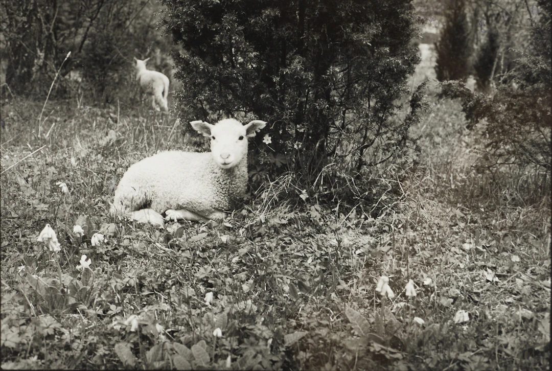 TUIJA LINDSTRÖM (Finland, 1950-2017), Får, Bildhuset, fotografi.