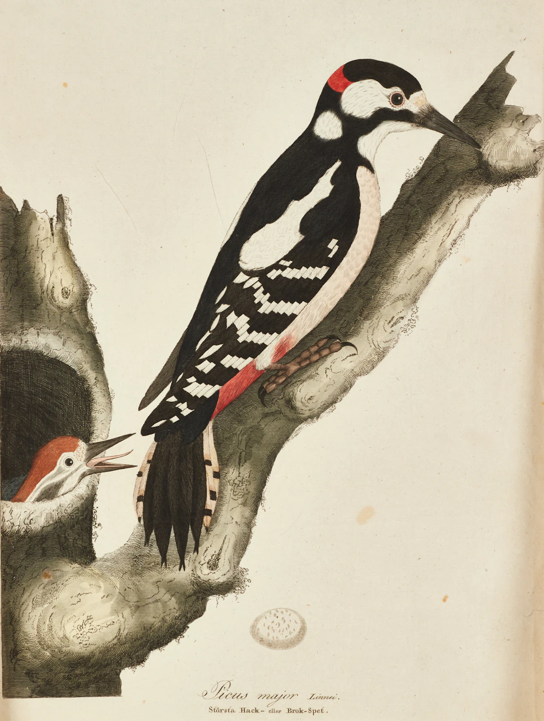 ANDERS SPARRMAN (1748-1820) handkolorerad etsning ur "Svensk ornithologie"