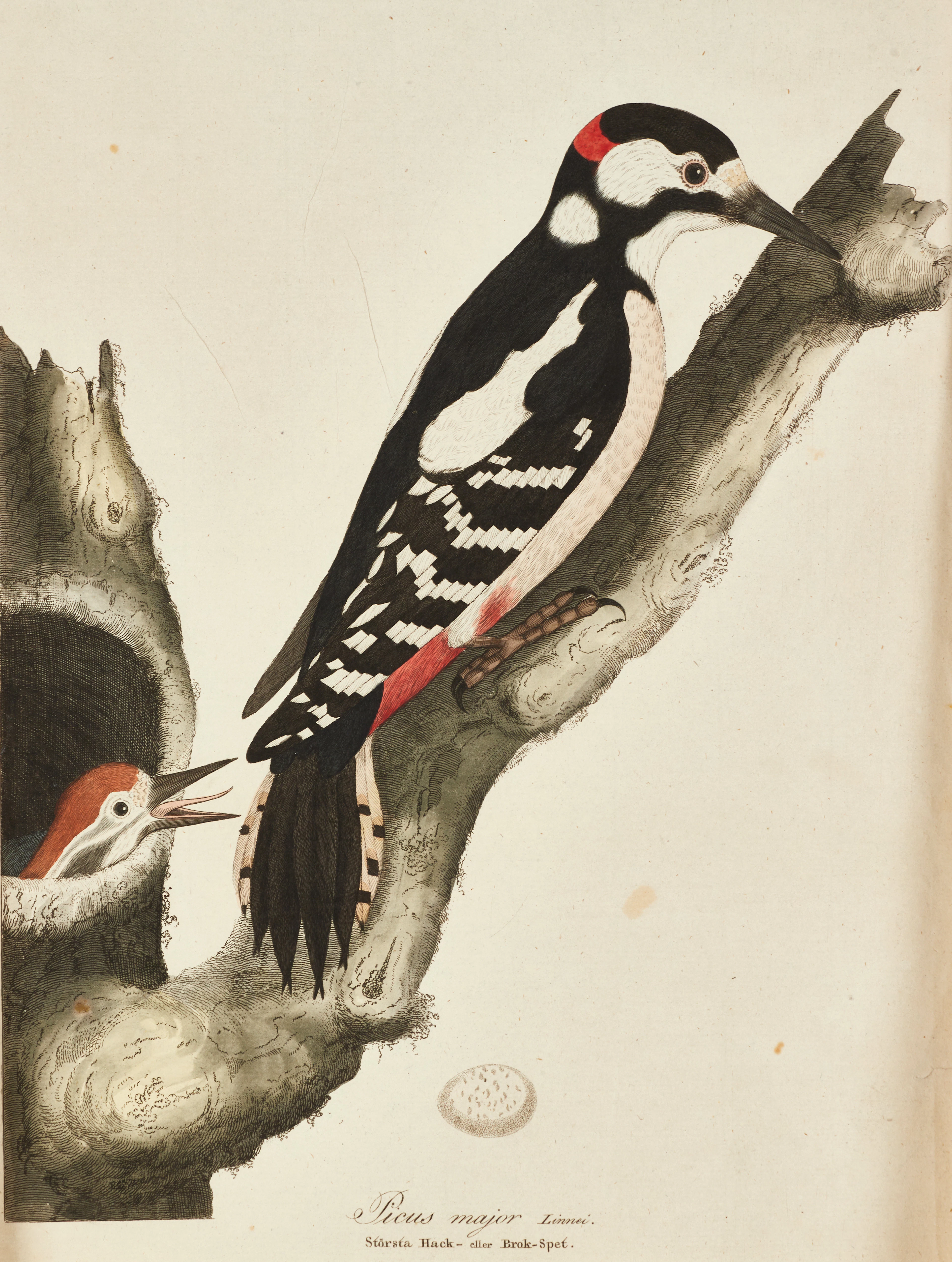 ANDERS SPARRMAN (1748-1820) handkolorerad etsning ur "Svensk ornithologie"