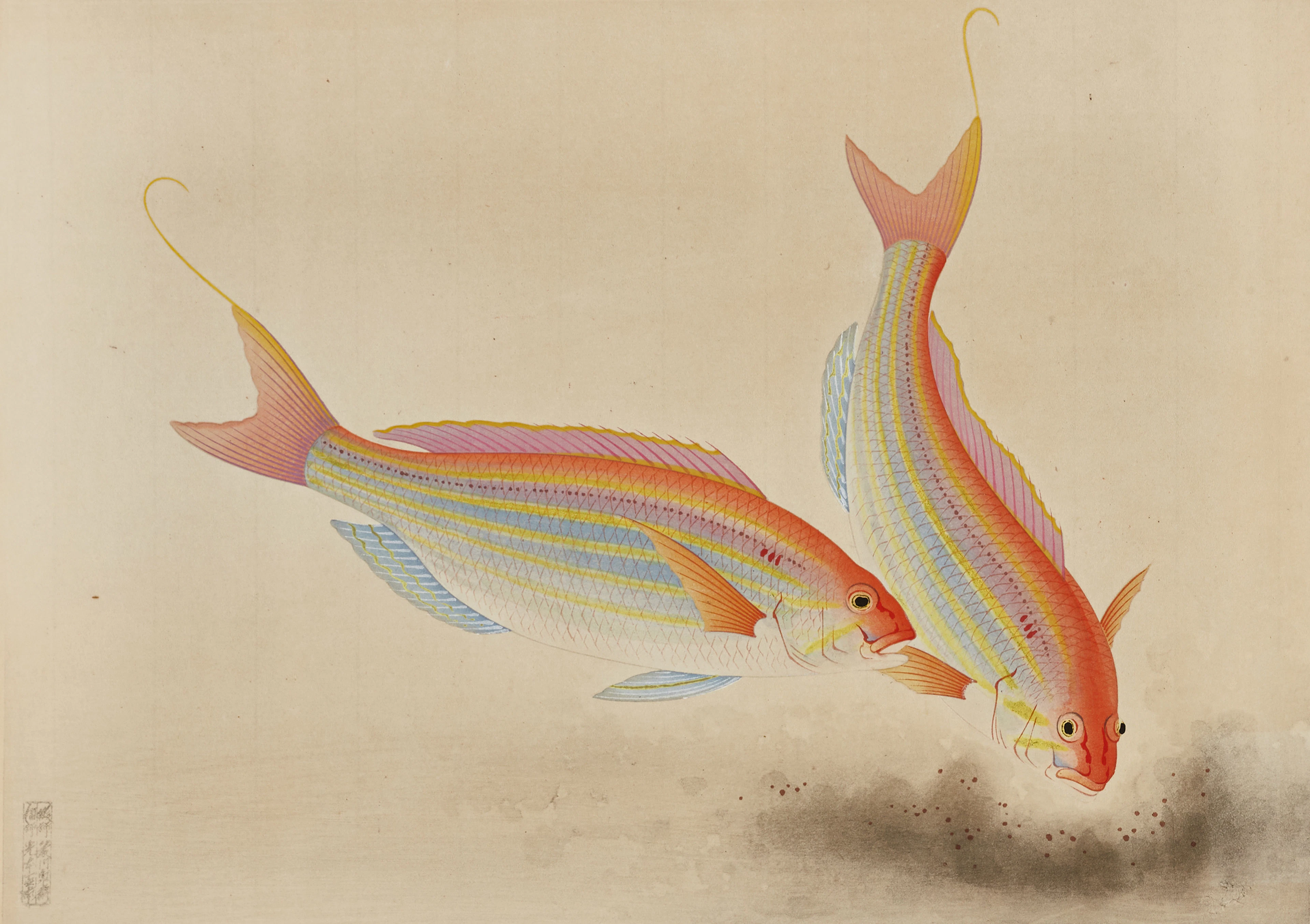 BAKUFU OHNO (Japan 1888-1976), Nemipterus japonicus, troligen ur "Dai