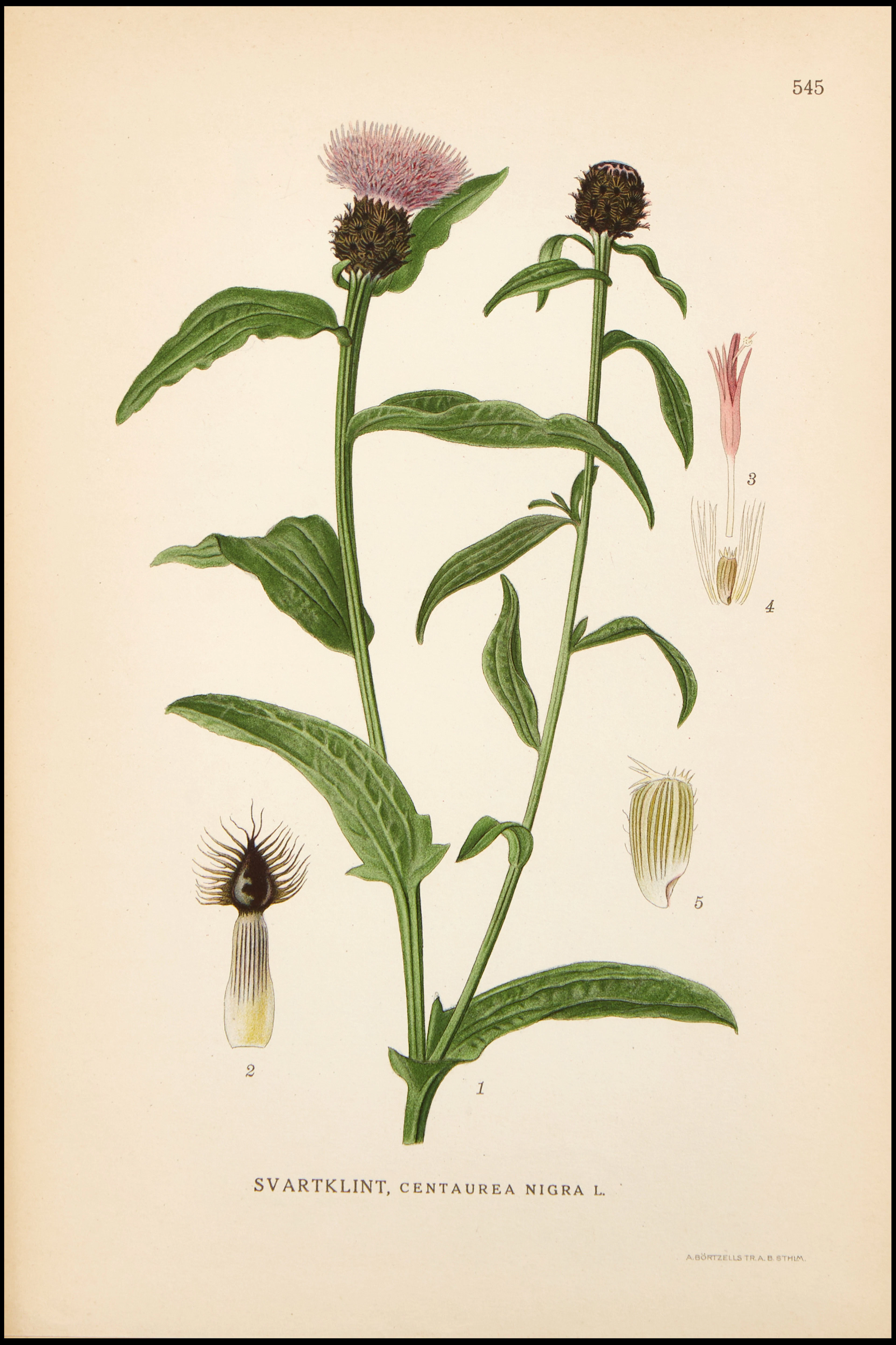 C. A. M. LINDMAN, "BILDER UR NORDENS FLORA I-III.