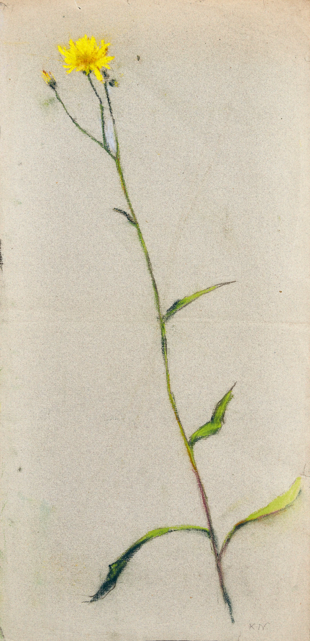 KARL NORDSTRÖM (Tjörn 1855-1923 Drottningholm). Studie av Ängshaverrot