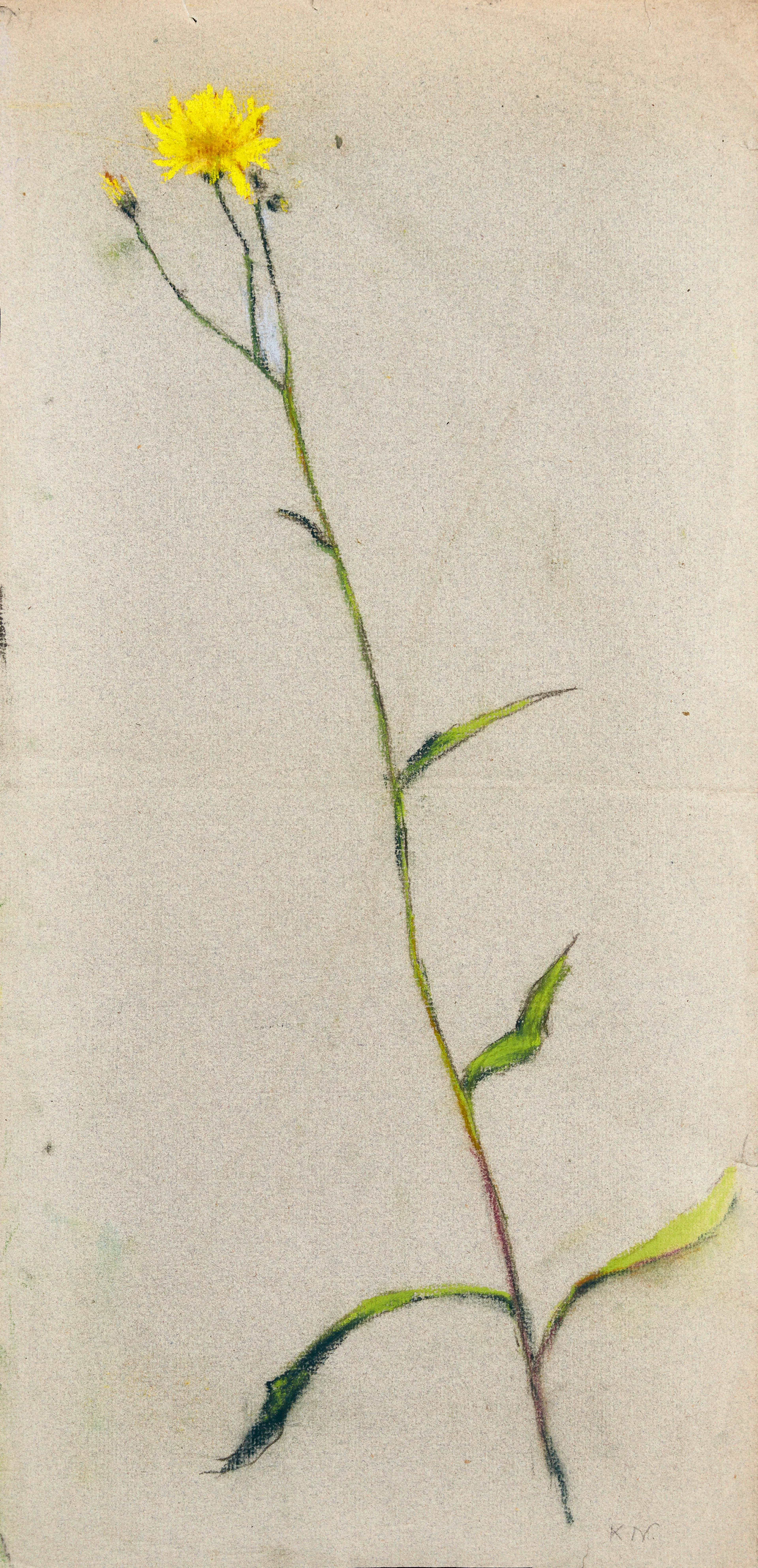 KARL NORDSTRÖM (Tjörn 1855-1923 Drottningholm). Studie av Ängshaverrot