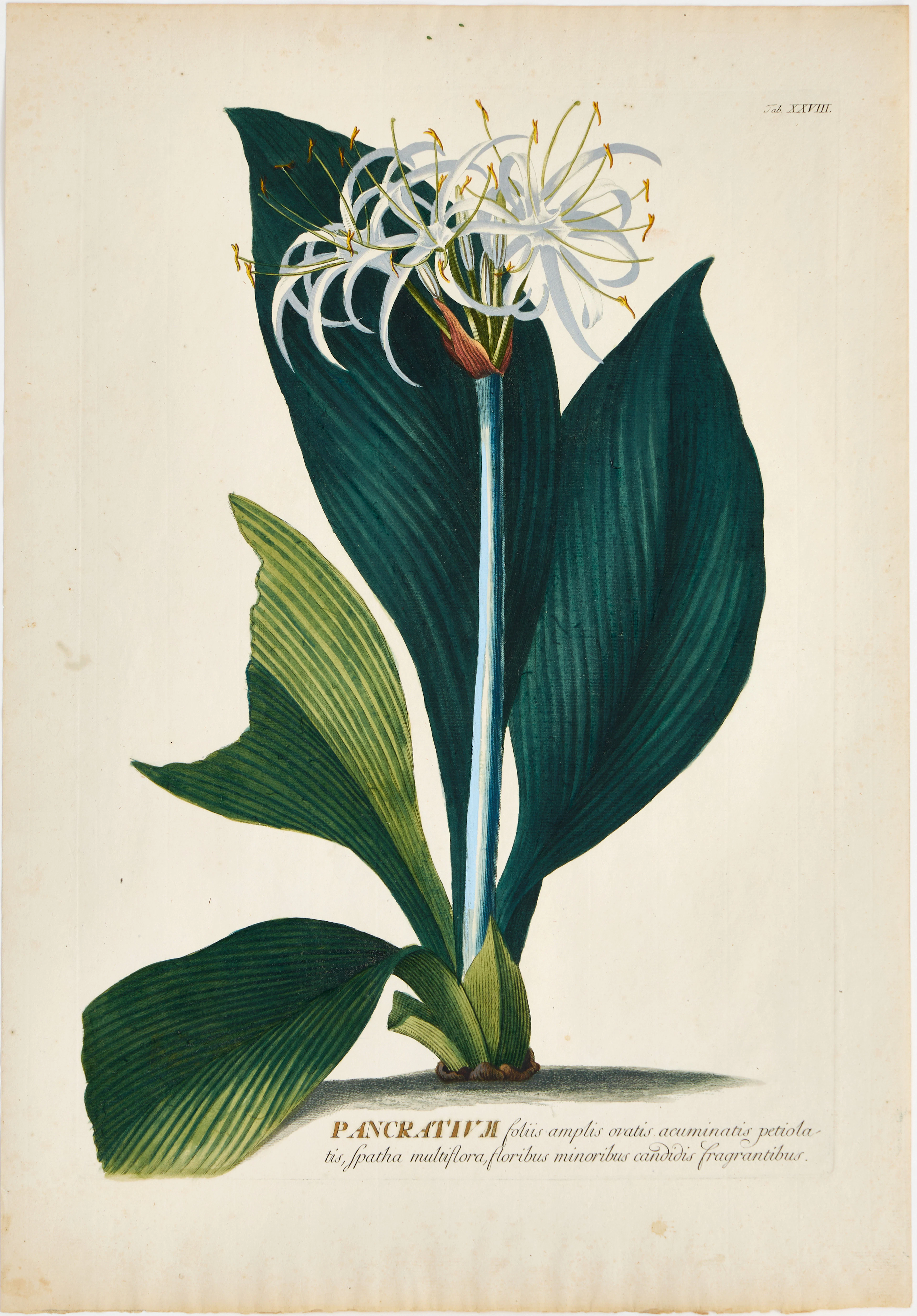 TREW & EHRET, HANDKOLORERAD BLOMSTERPLANSCH, 1700-TAL.