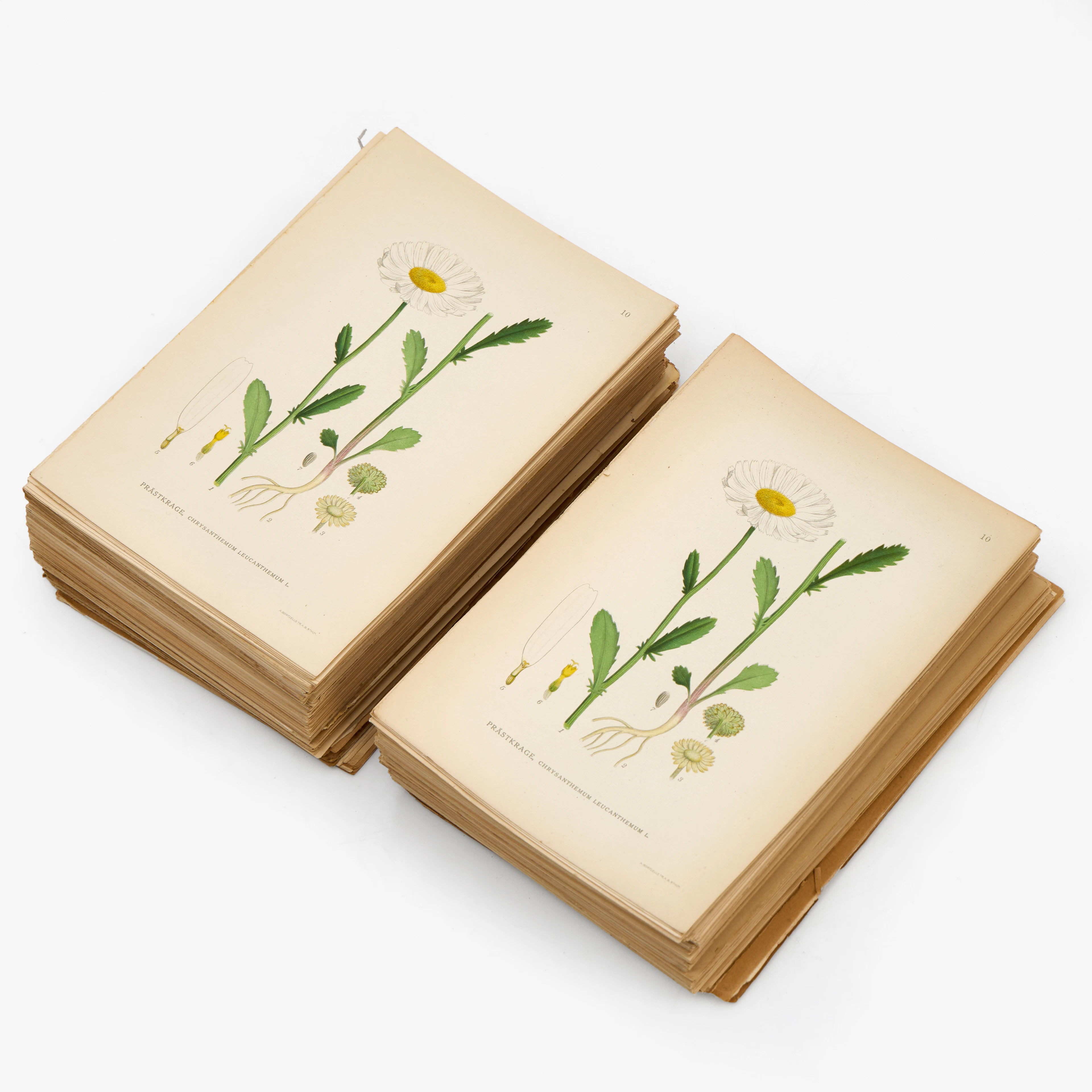 BLOMSTERPLANSCHER (225+213), UR C. A. M. LINDMAN, "BILDER UR NORDENS