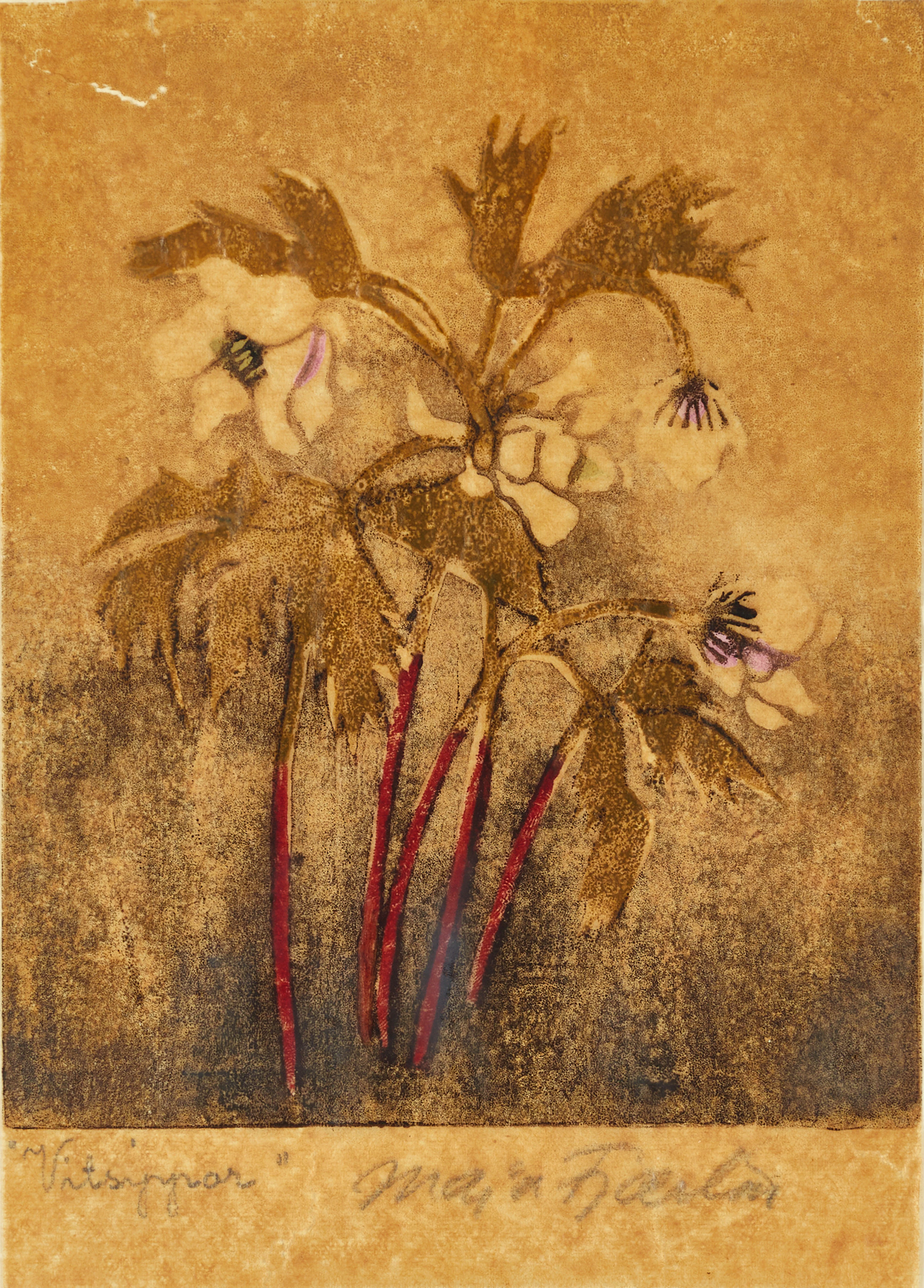 MAJA FJÆSTAD (1873-1961). "Vitsippor", signerad Maja Fjaestad, handtryck