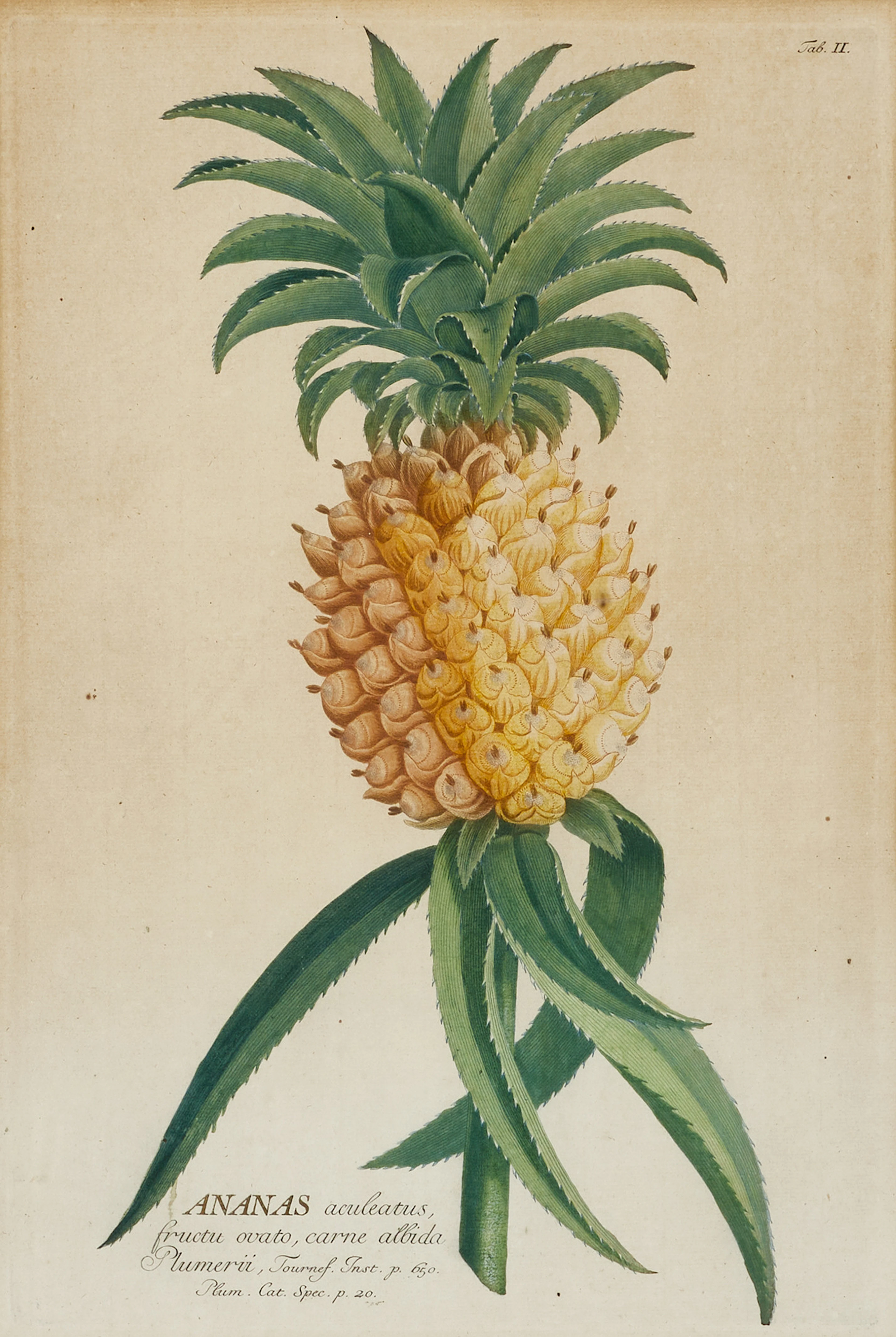 EHRET/TREW, "Ananas" och "Veratrum", två handkolorearde gravyrer ur