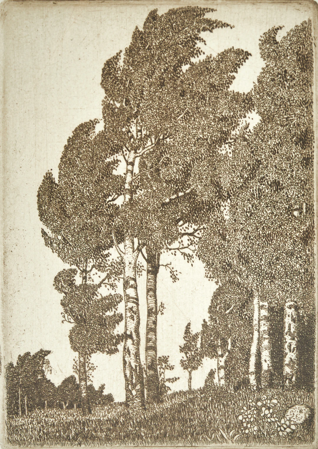 OSKAR BERGMAN (1879–1963). Björkar i blåst, signerad i blyerts, etsning.