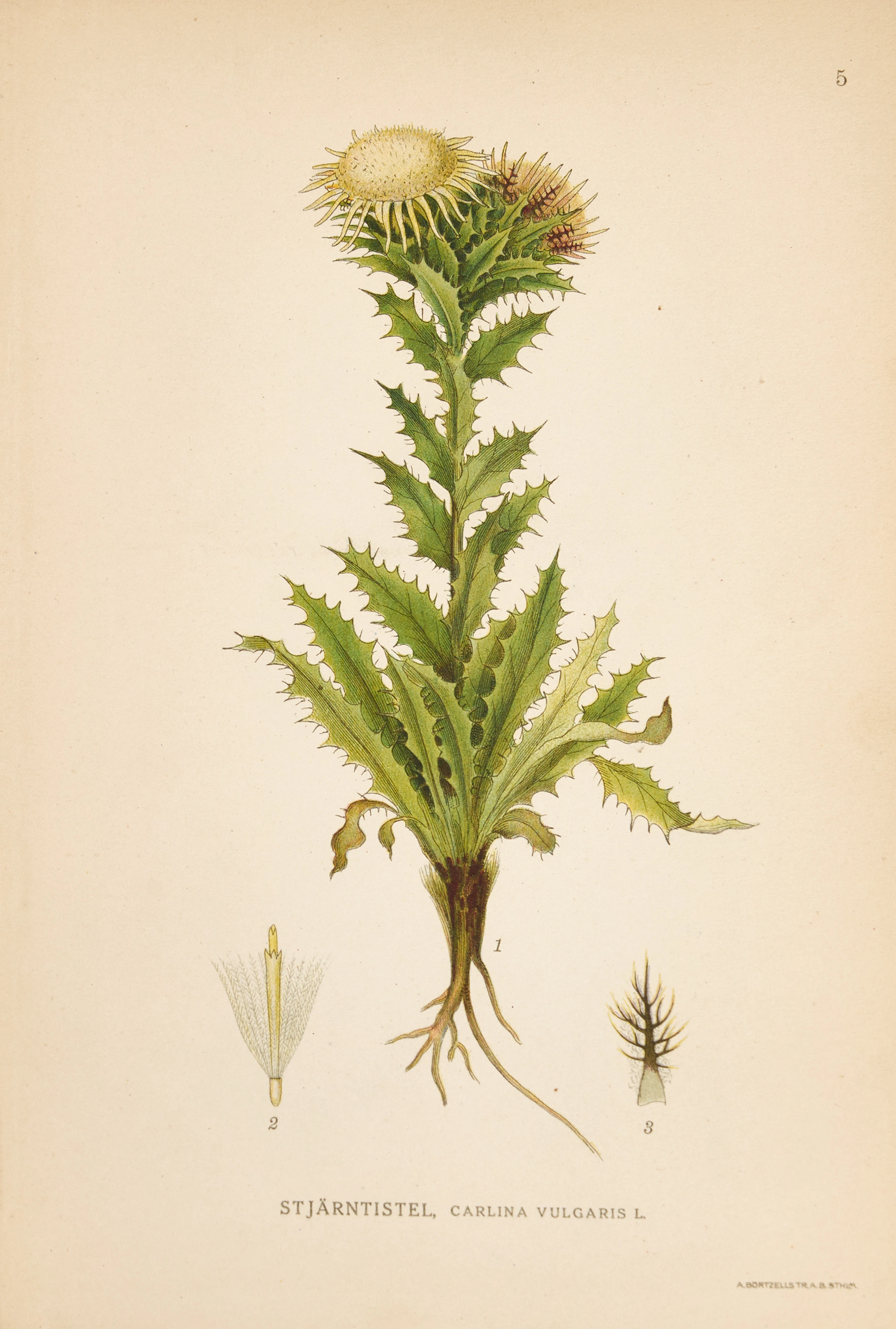 C. A. M. LINDMAN, "BILDER UR NORDENS FLORA I-III, 3 vol.