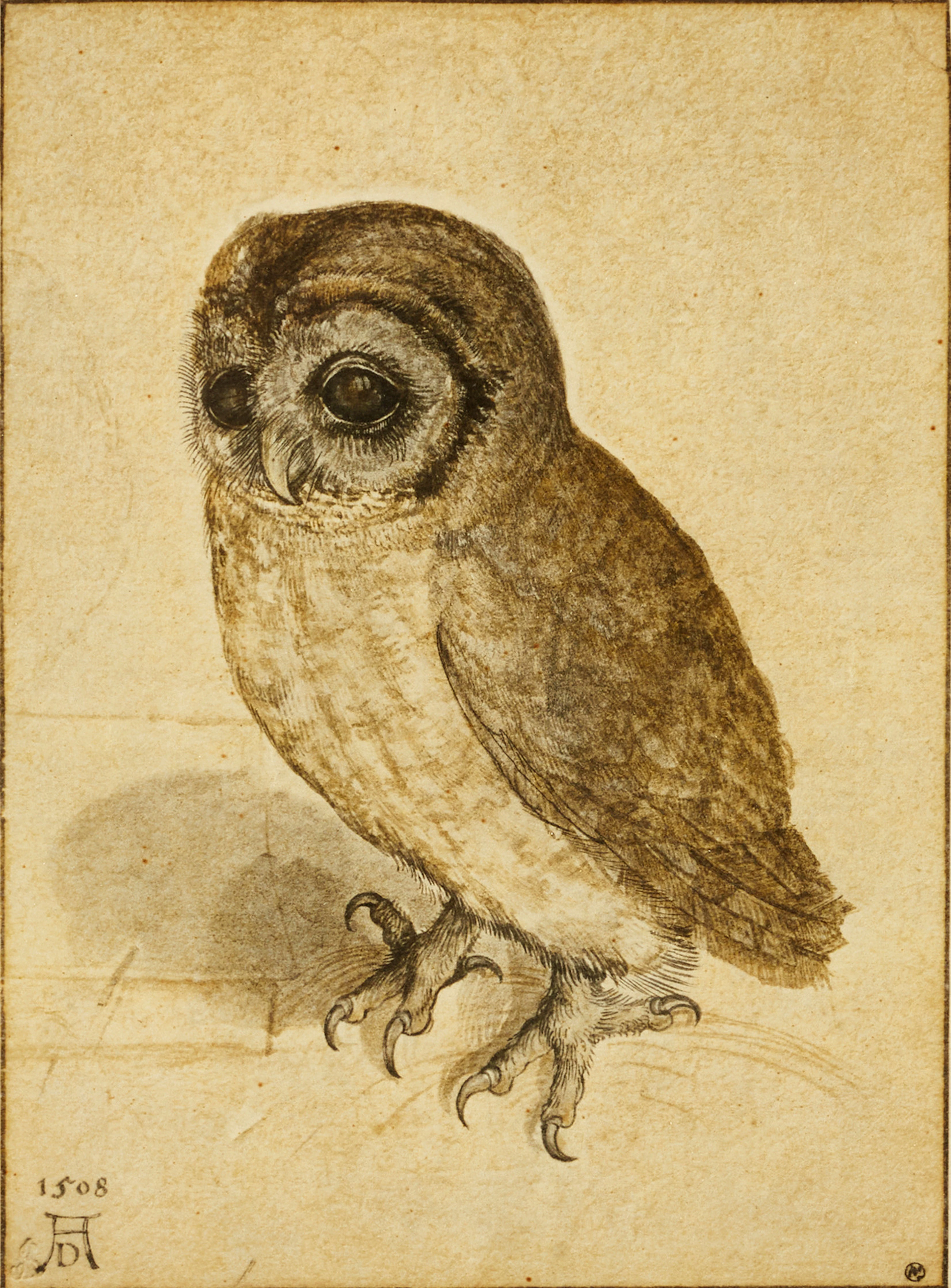 ALBRECHT DÜRER (1471–1528). EFTER. Uggla, färgreproduktion.