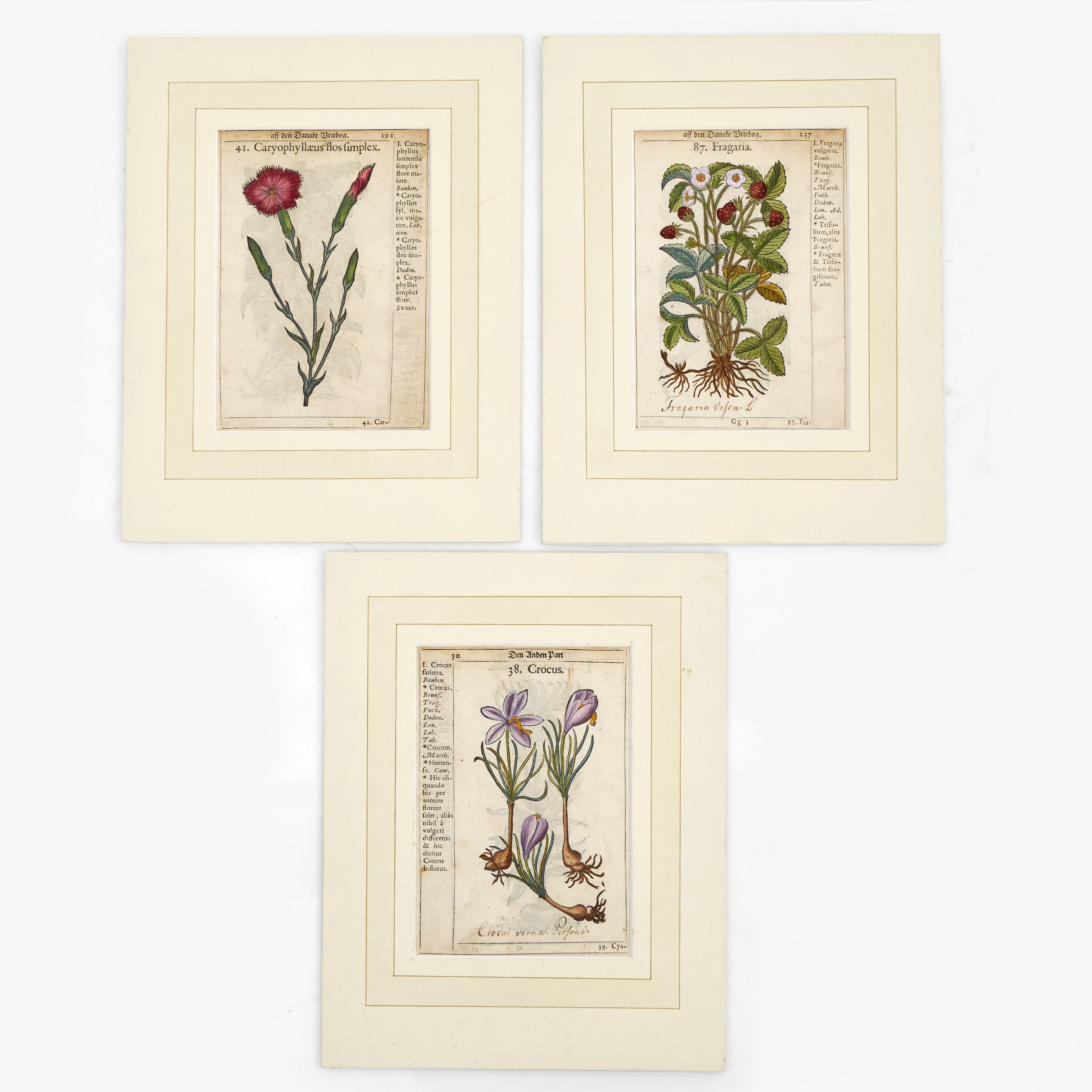 PAULLI, BLOMSTERPLANSCHER (3), 1647-48.