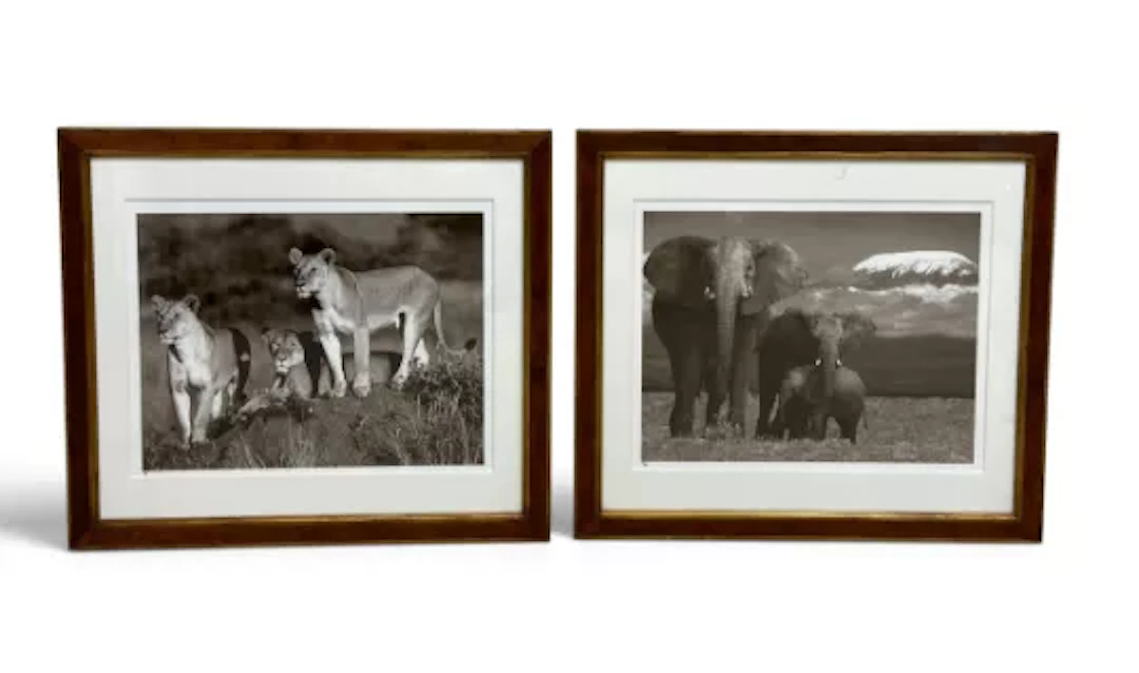 A large pair of framed and glazed limited edition photographs, Lions