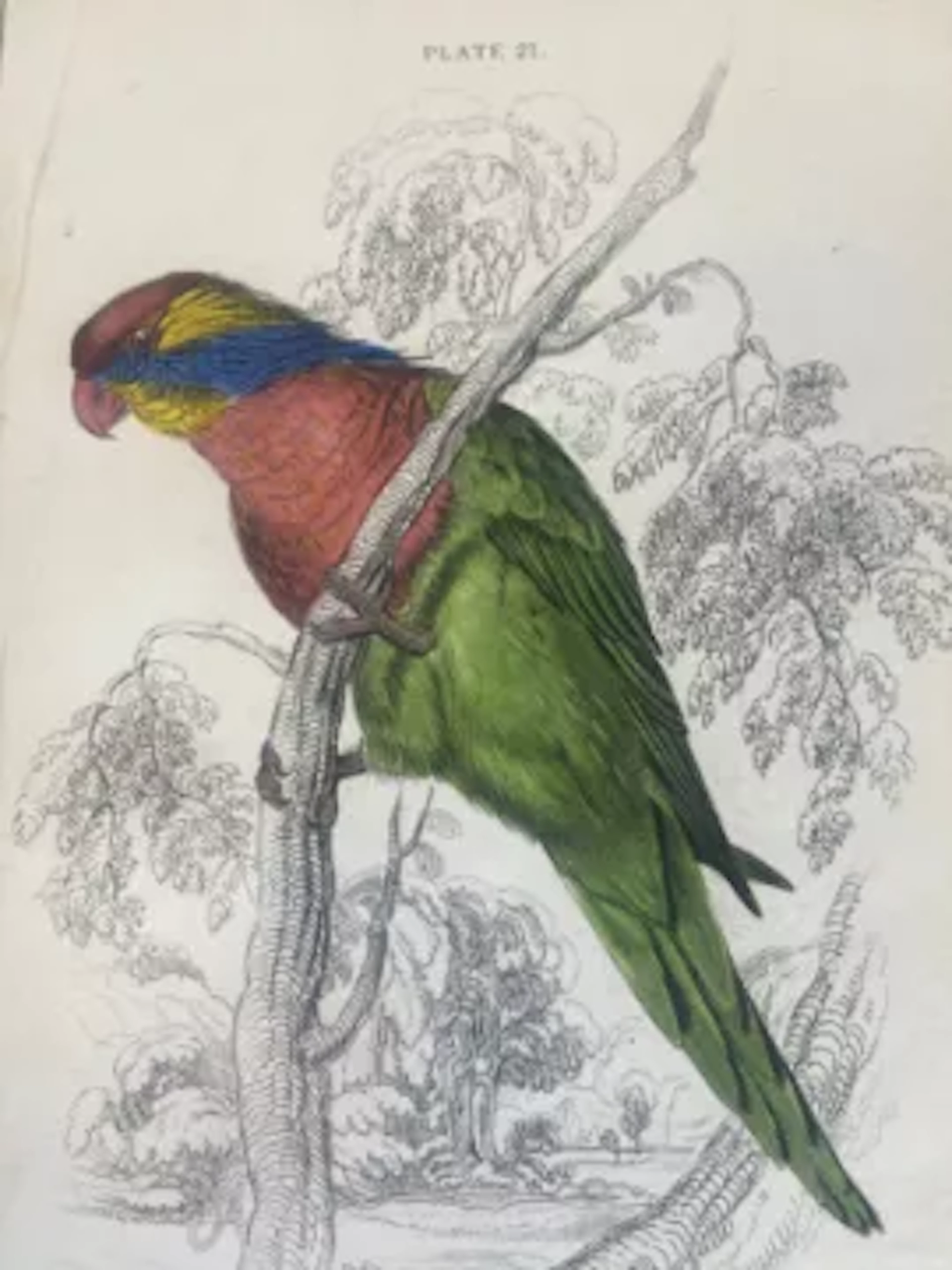 A 19th century plate hand coloured lithograph of parrot mounted with