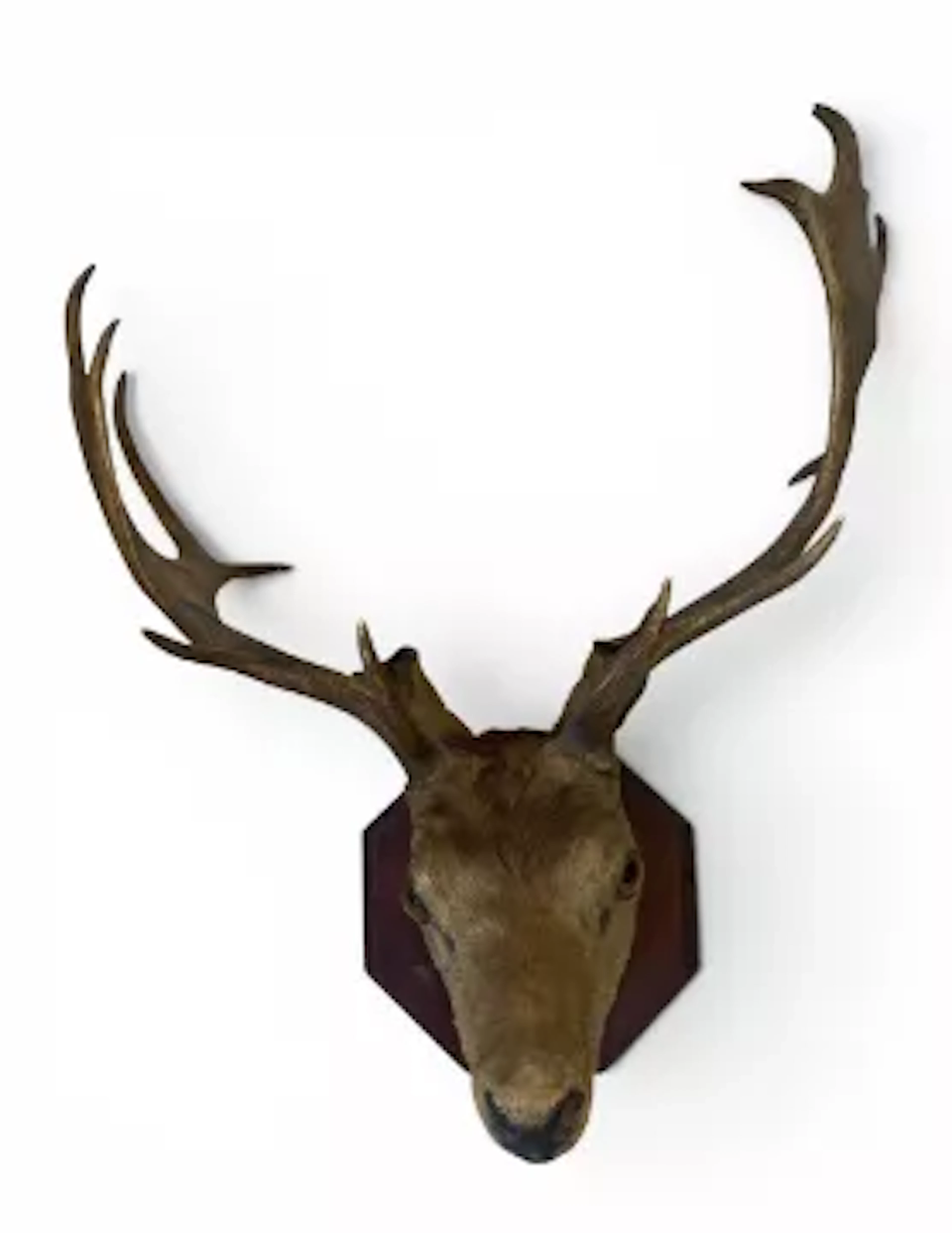An early 20th century taxidermy Red Deer or Imperial Stag head with