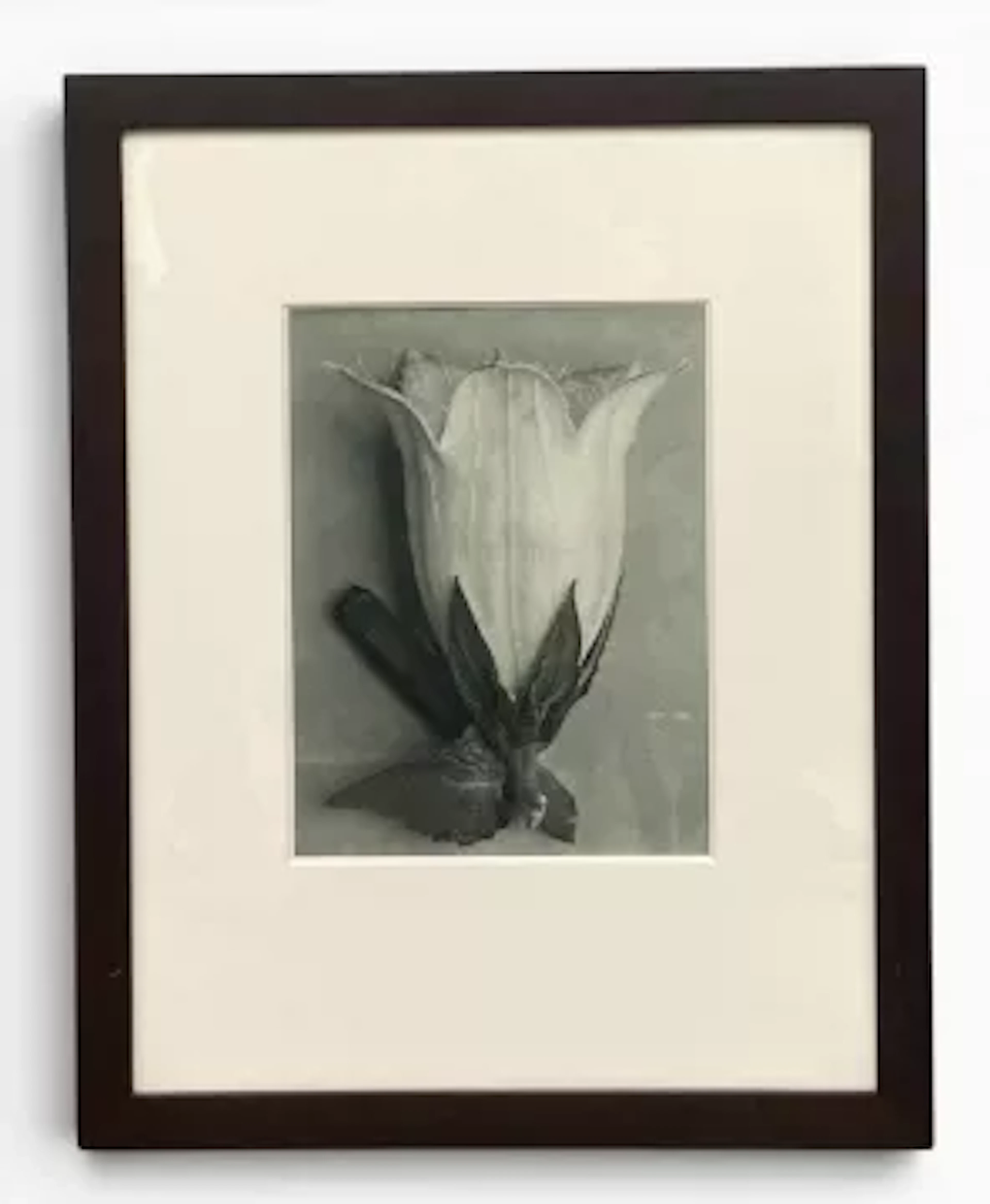 Karl Blossfeldt (1865-1932), an early 20th century photogravure print