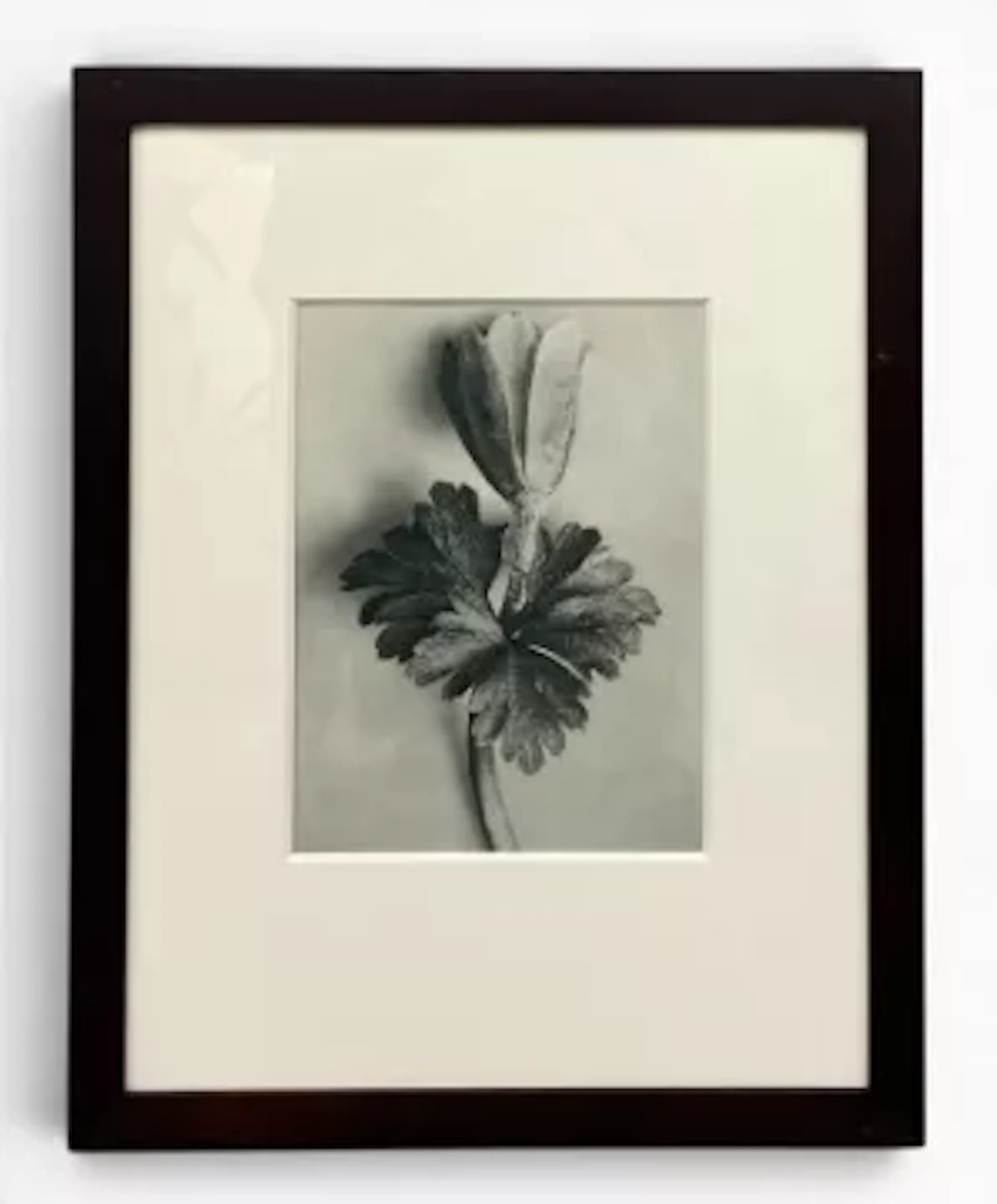 Karl Blossfeldt (1865-1932), an early 20th century photogravure print